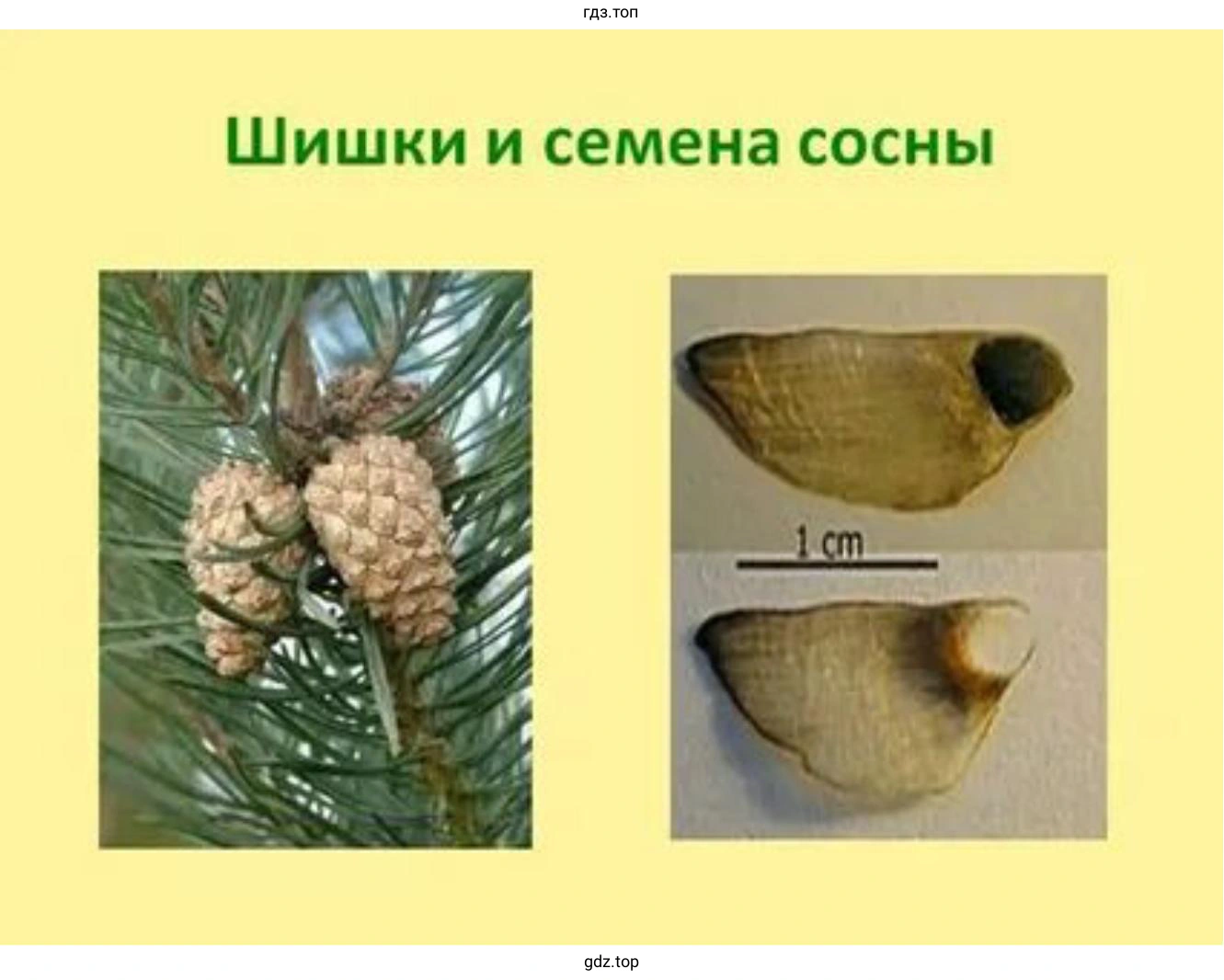 Наглядное пособие, по теме «Шишки и семена хвойных растений»