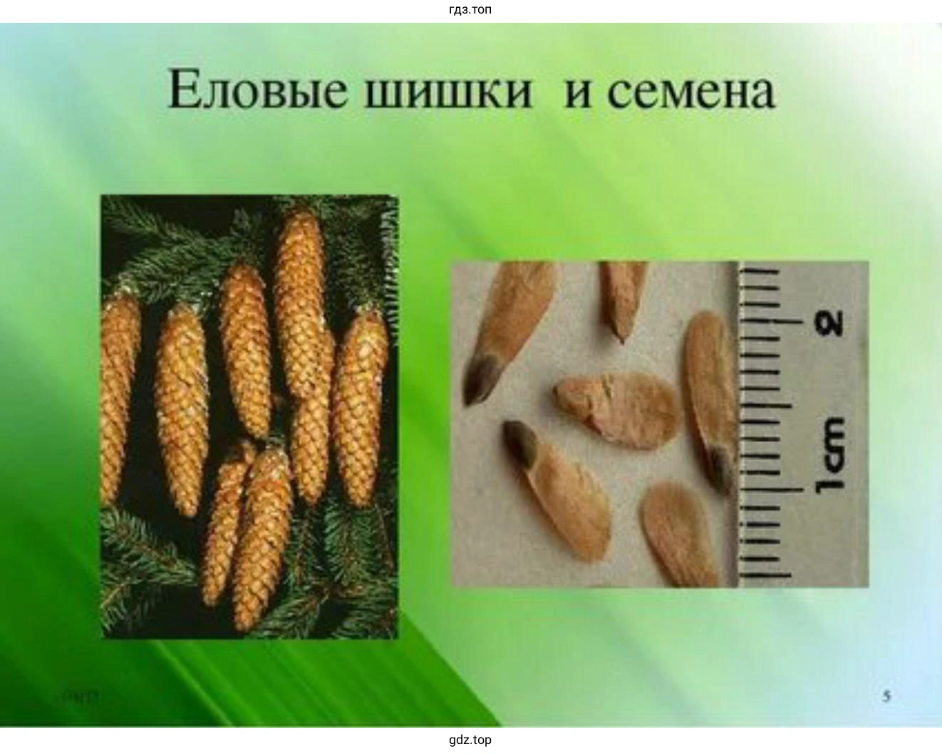 Наглядное пособие, по теме «Шишки и семена хвойных растений»