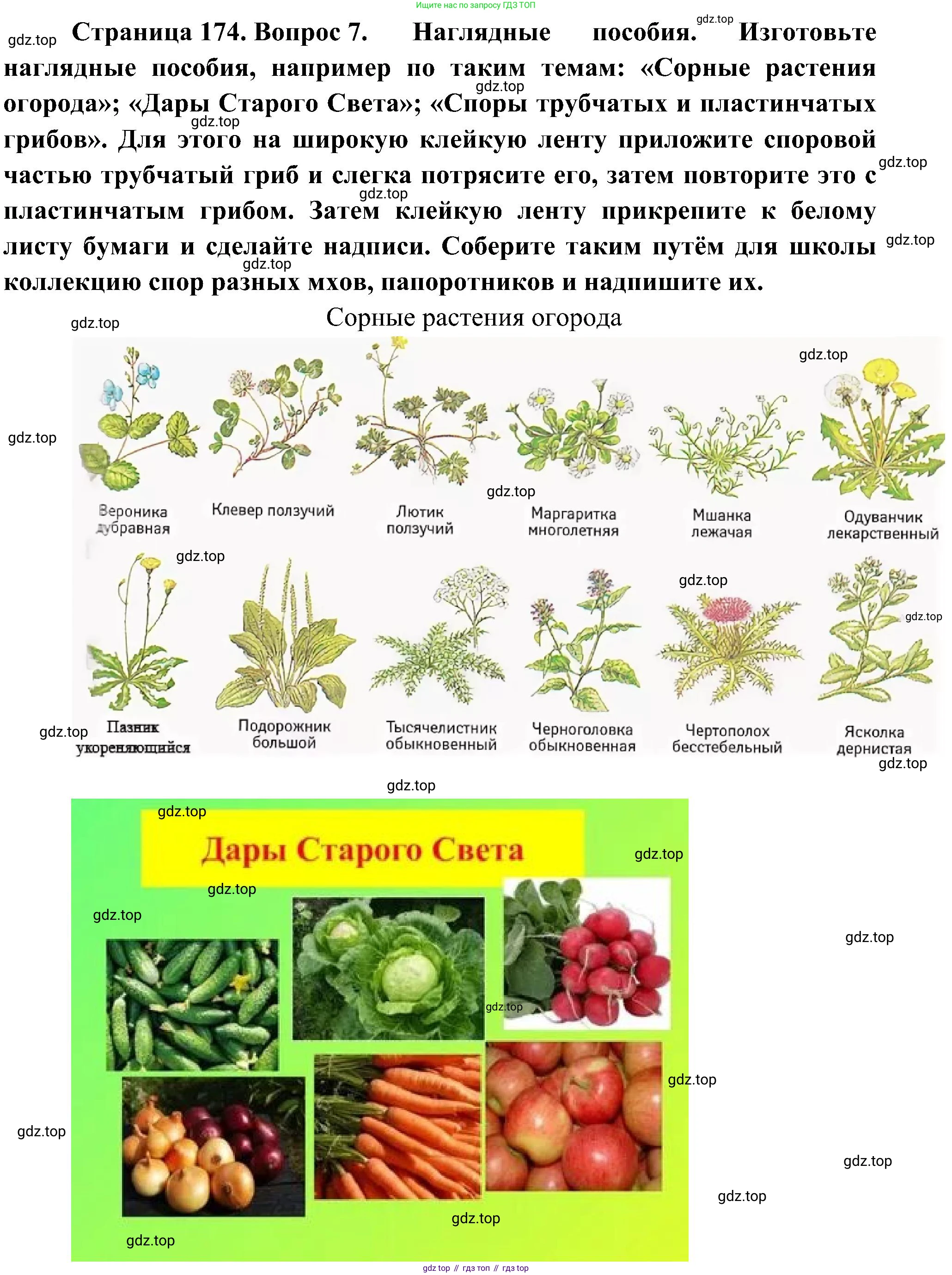 ГДЗ Биология, 7 класс Учебник, авторы: Пономарева Ирма Николаевна, Корнилова Ольга Анатольевна, издательство Просвещение, Москва, 2023, зелёного цвета, страница 174, номер 7, Решение