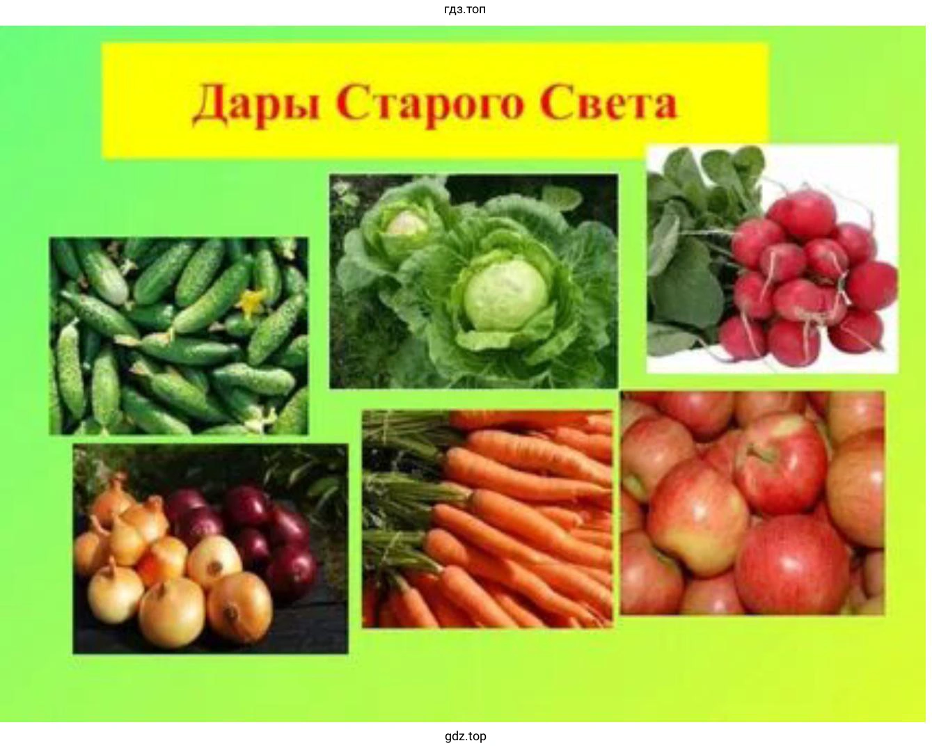 Наглядные пособия по темам: «Сорные растения огорода»; «Дары Старого Света»; «Споры трубчатых и пластинчатых грибов»