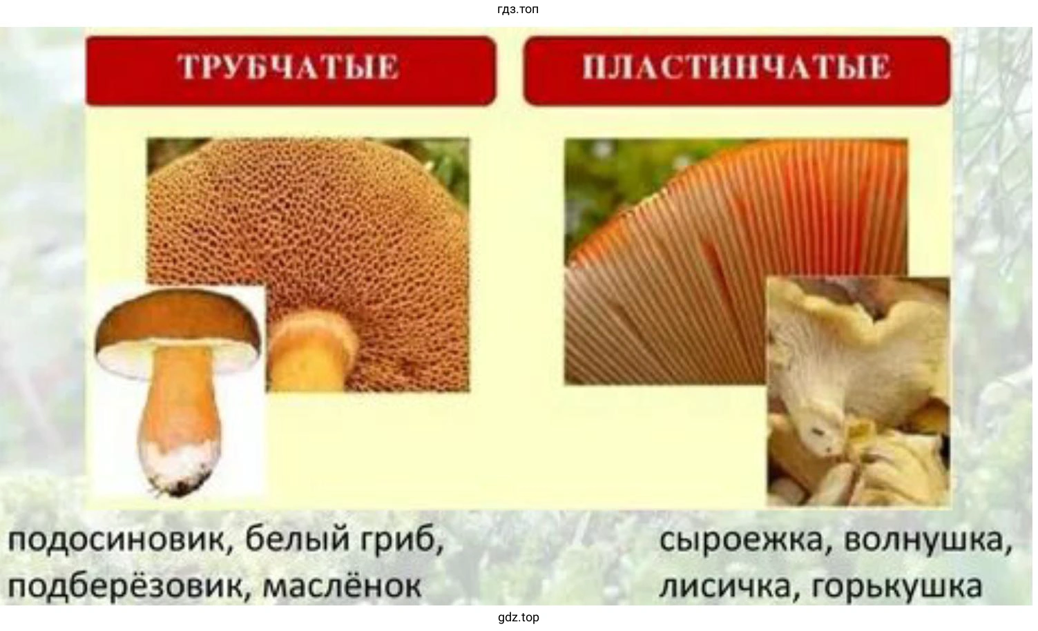 Наглядные пособия по темам: «Сорные растения огорода»; «Дары Старого Света»; «Споры трубчатых и пластинчатых грибов»
