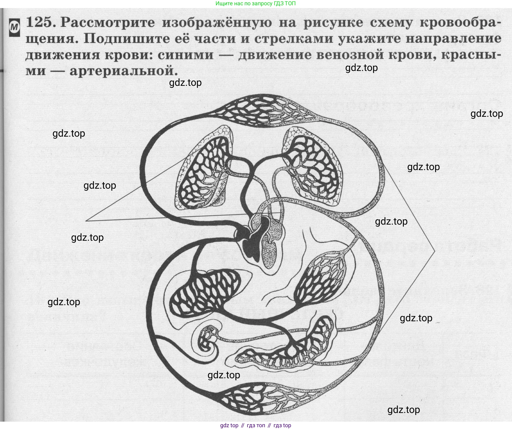 ГДЗ Биология, 8 класс рабочая тетрадь, авторы: Сонин Николай Иванович, Агафонова Инна Борисовна, издательство Просвещение, Москва, 2021, белого цвета, страница 83, номер 125, Условие