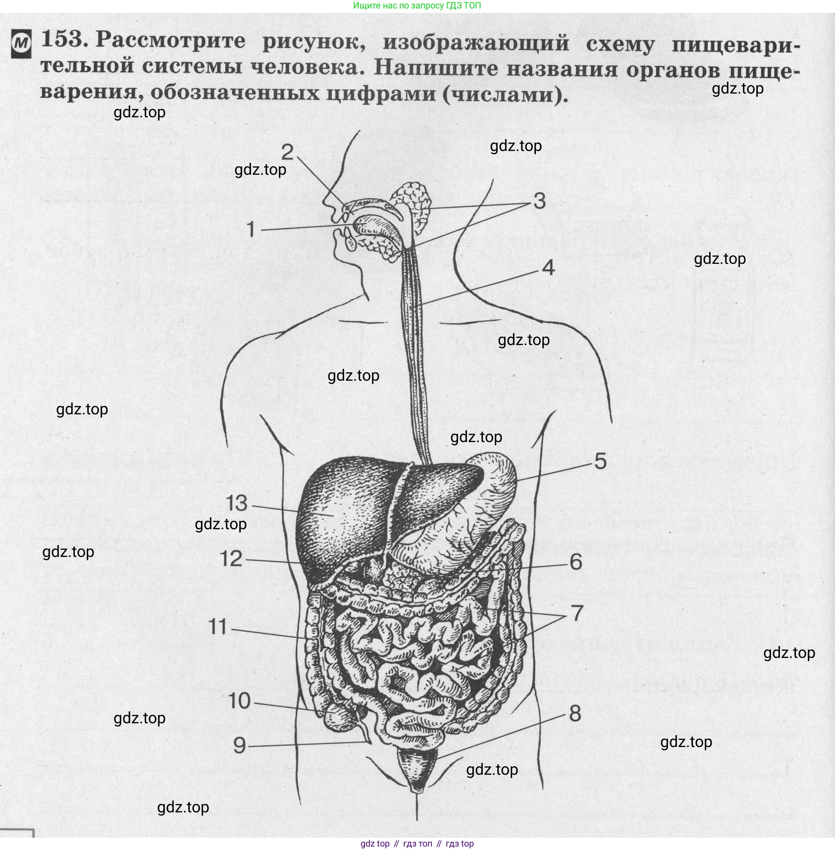 ГДЗ Биология, 8 класс рабочая тетрадь, авторы: Сонин Николай Иванович, Агафонова Инна Борисовна, издательство Просвещение, Москва, 2021, белого цвета, страница 100, номер 153, Условие