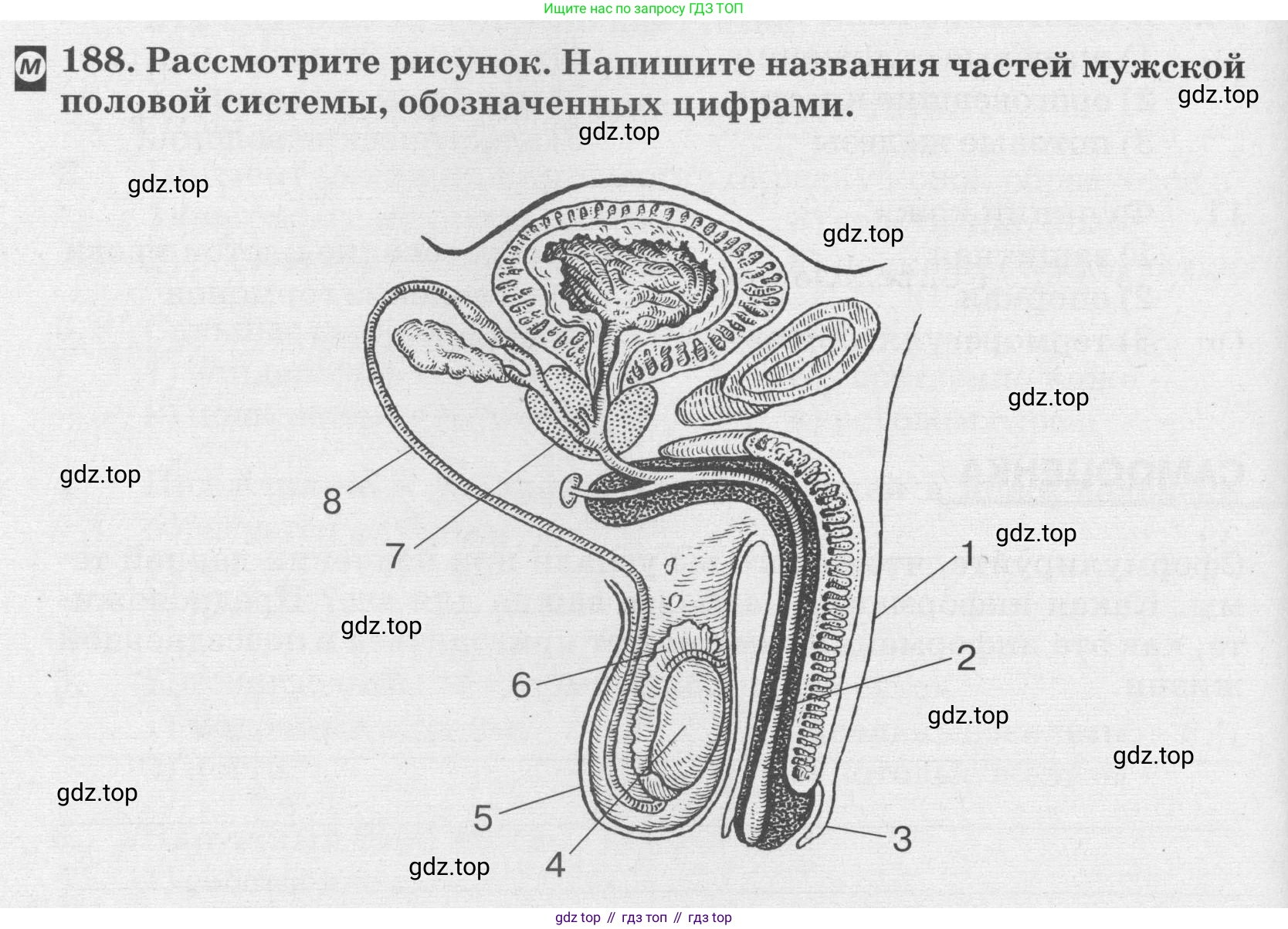 ГДЗ Биология, 8 класс рабочая тетрадь, авторы: Сонин Николай Иванович, Агафонова Инна Борисовна, издательство Просвещение, Москва, 2021, белого цвета, страница 126, номер 188, Условие