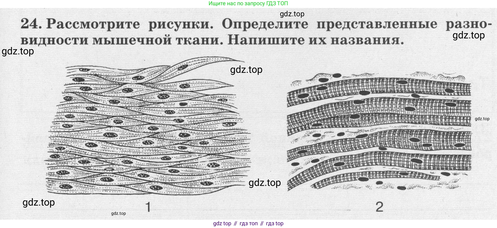 ГДЗ Биология, 8 класс рабочая тетрадь, авторы: Сонин Николай Иванович, Агафонова Инна Борисовна, издательство Просвещение, Москва, 2021, белого цвета, страница 19, номер 24, Условие