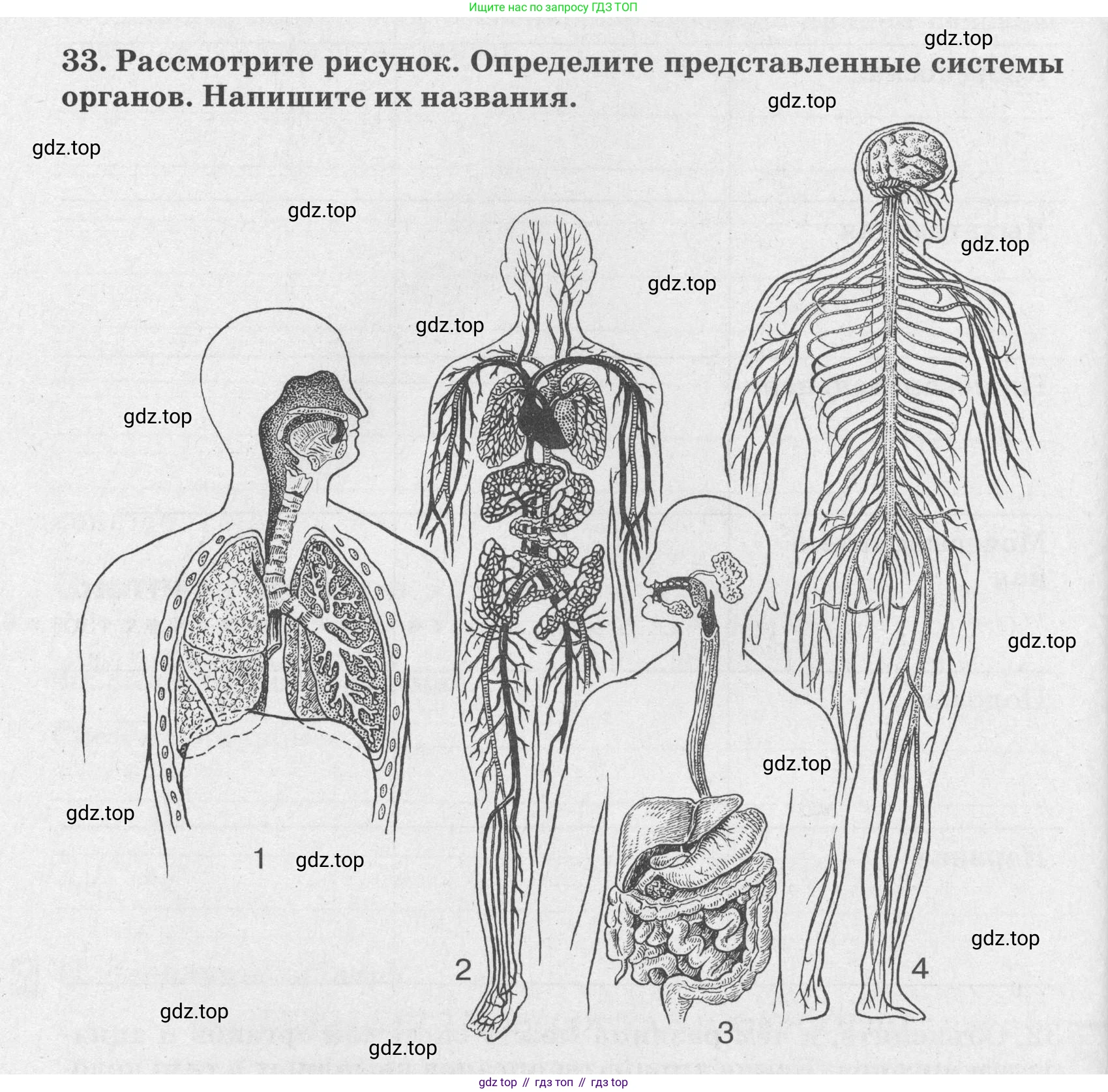 ГДЗ Биология, 8 класс рабочая тетрадь, авторы: Сонин Николай Иванович, Агафонова Инна Борисовна, издательство Просвещение, Москва, 2021, белого цвета, страница 24, номер 33, Условие