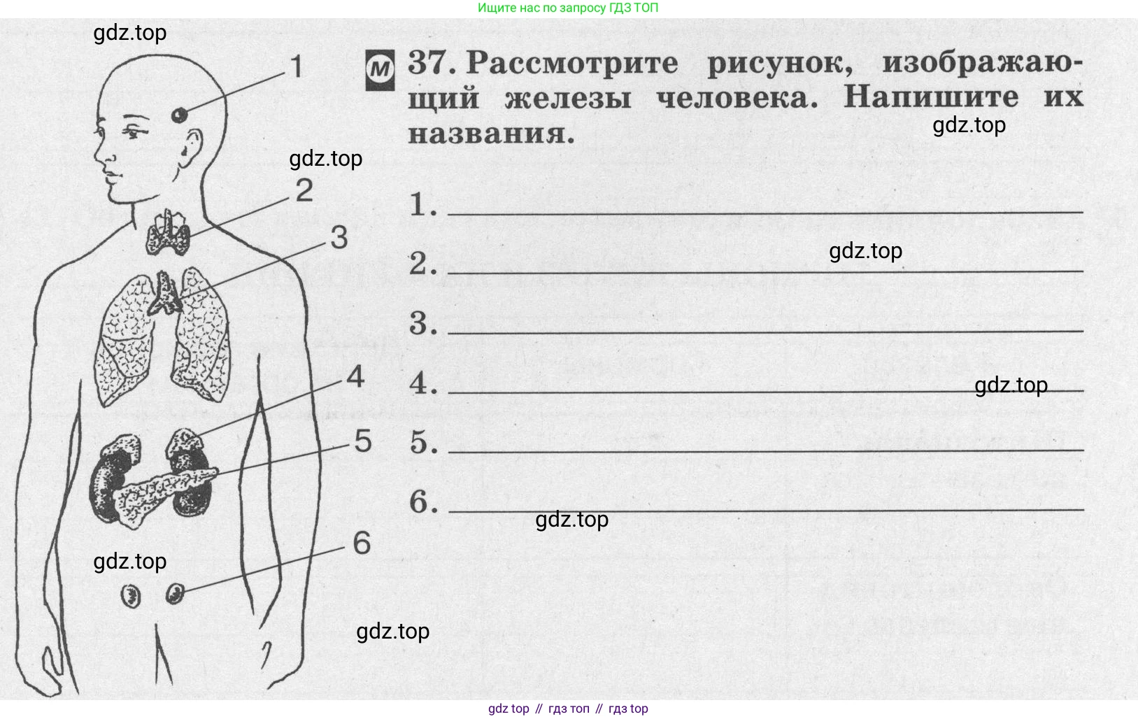 ГДЗ Биология, 8 класс рабочая тетрадь, авторы: Сонин Николай Иванович, Агафонова Инна Борисовна, издательство Просвещение, Москва, 2021, белого цвета, страница 29, номер 37, Условие