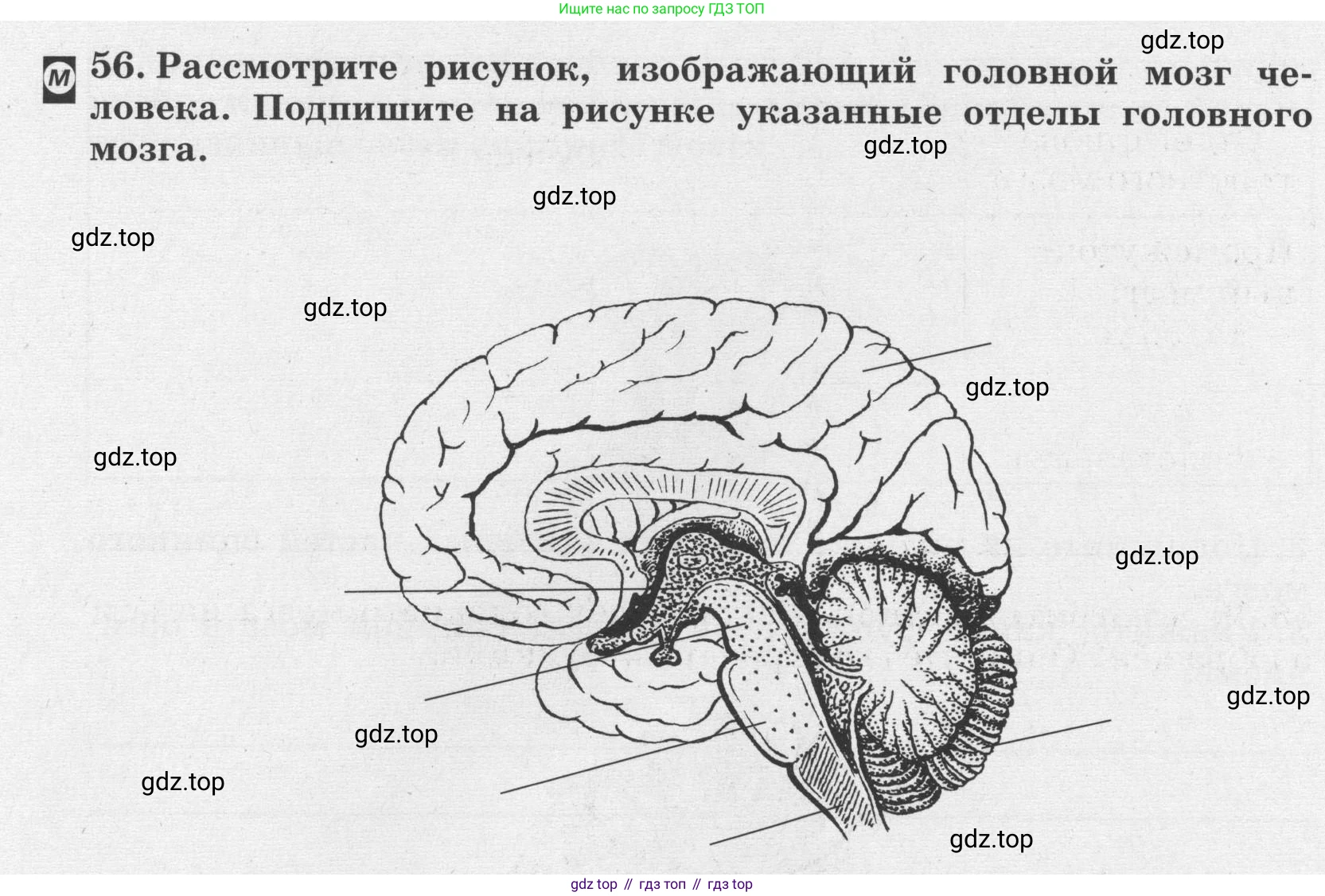 ГДЗ Биология, 8 класс рабочая тетрадь, авторы: Сонин Николай Иванович, Агафонова Инна Борисовна, издательство Просвещение, Москва, 2021, белого цвета, страница 38, номер 56, Условие