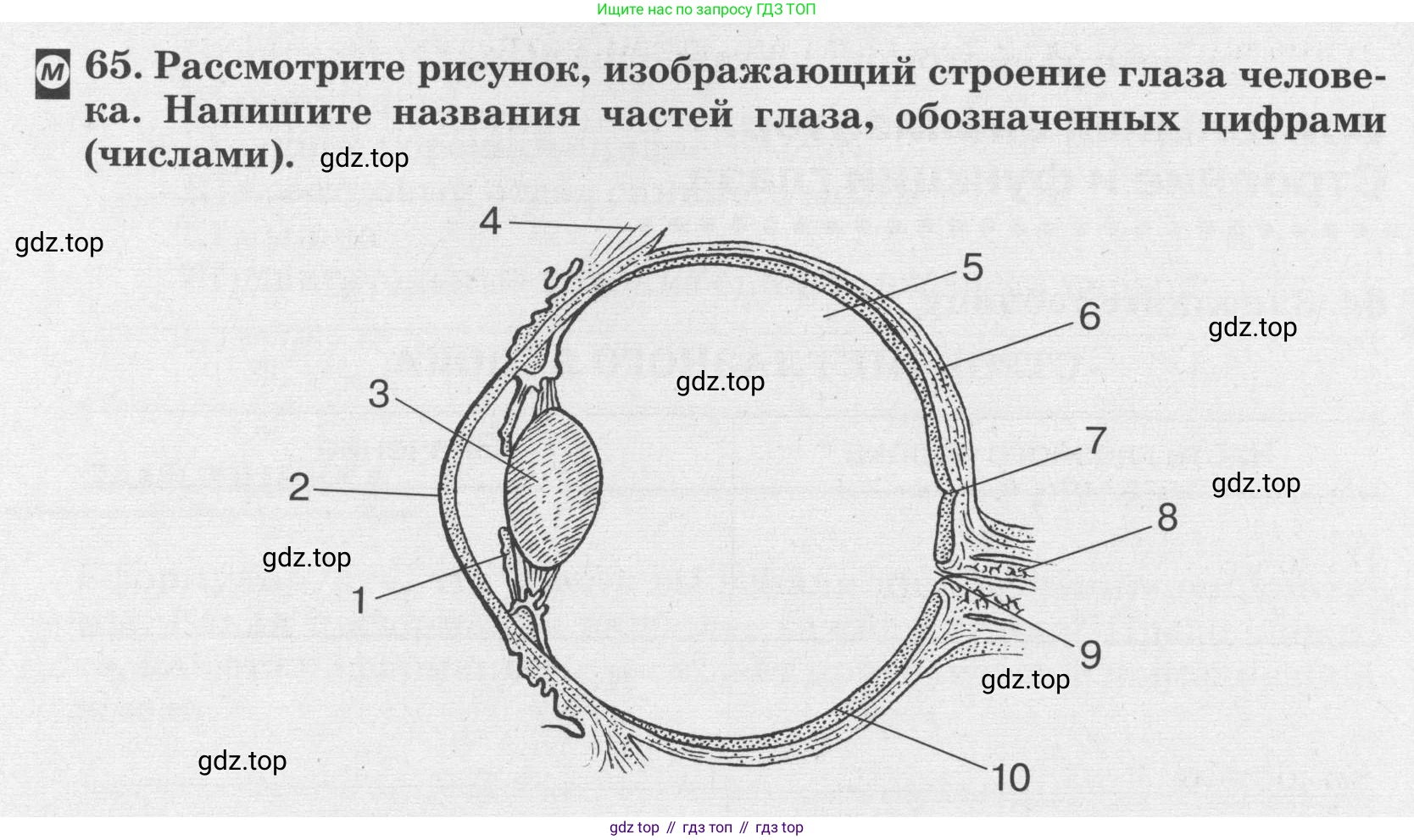 ГДЗ Биология, 8 класс рабочая тетрадь, авторы: Сонин Николай Иванович, Агафонова Инна Борисовна, издательство Просвещение, Москва, 2021, белого цвета, страница 46, номер 65, Условие