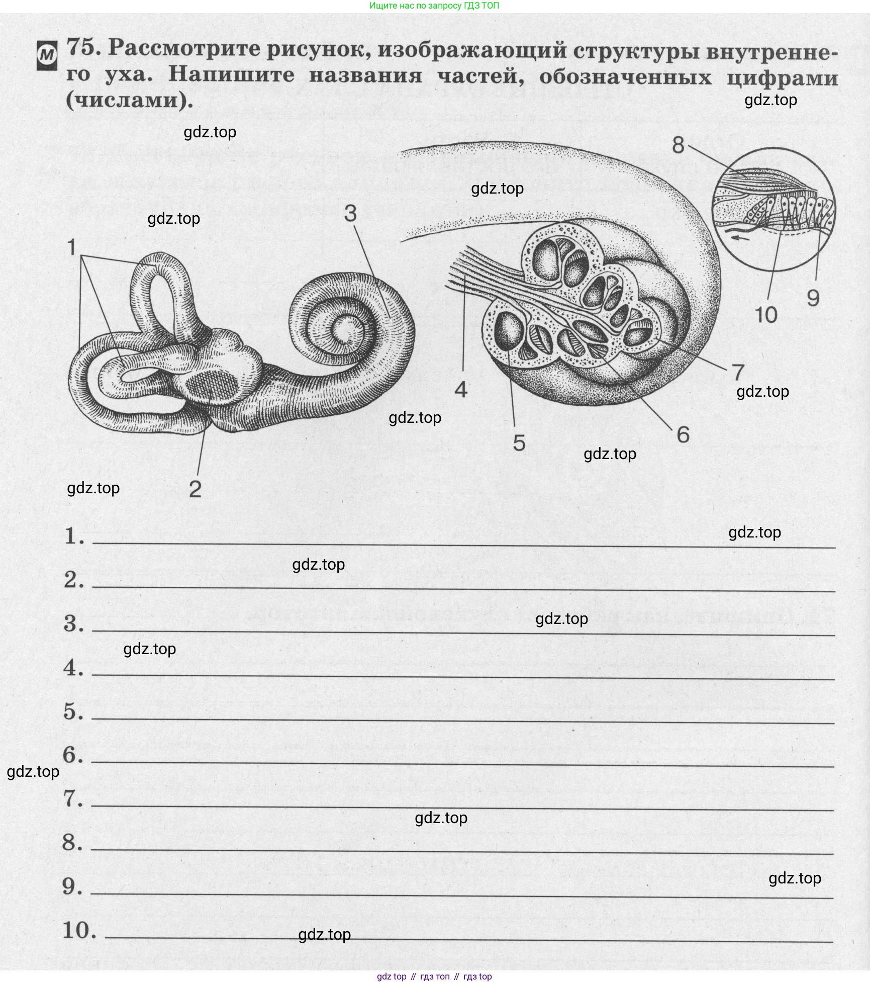 ГДЗ Биология, 8 класс рабочая тетрадь, авторы: Сонин Николай Иванович, Агафонова Инна Борисовна, издательство Просвещение, Москва, 2021, белого цвета, страница 52, номер 75, Условие