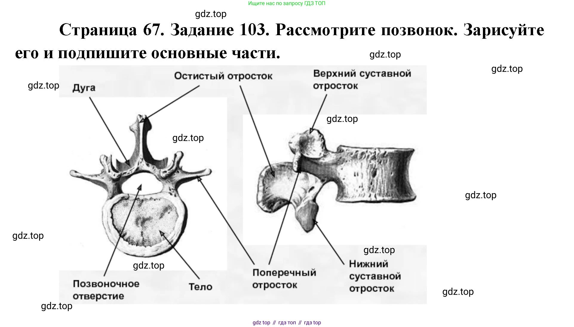 ГДЗ Биология, 8 класс рабочая тетрадь, авторы: Сонин Николай Иванович, Агафонова Инна Борисовна, издательство Просвещение, Москва, 2021, белого цвета, страница 67, номер 103, Решение