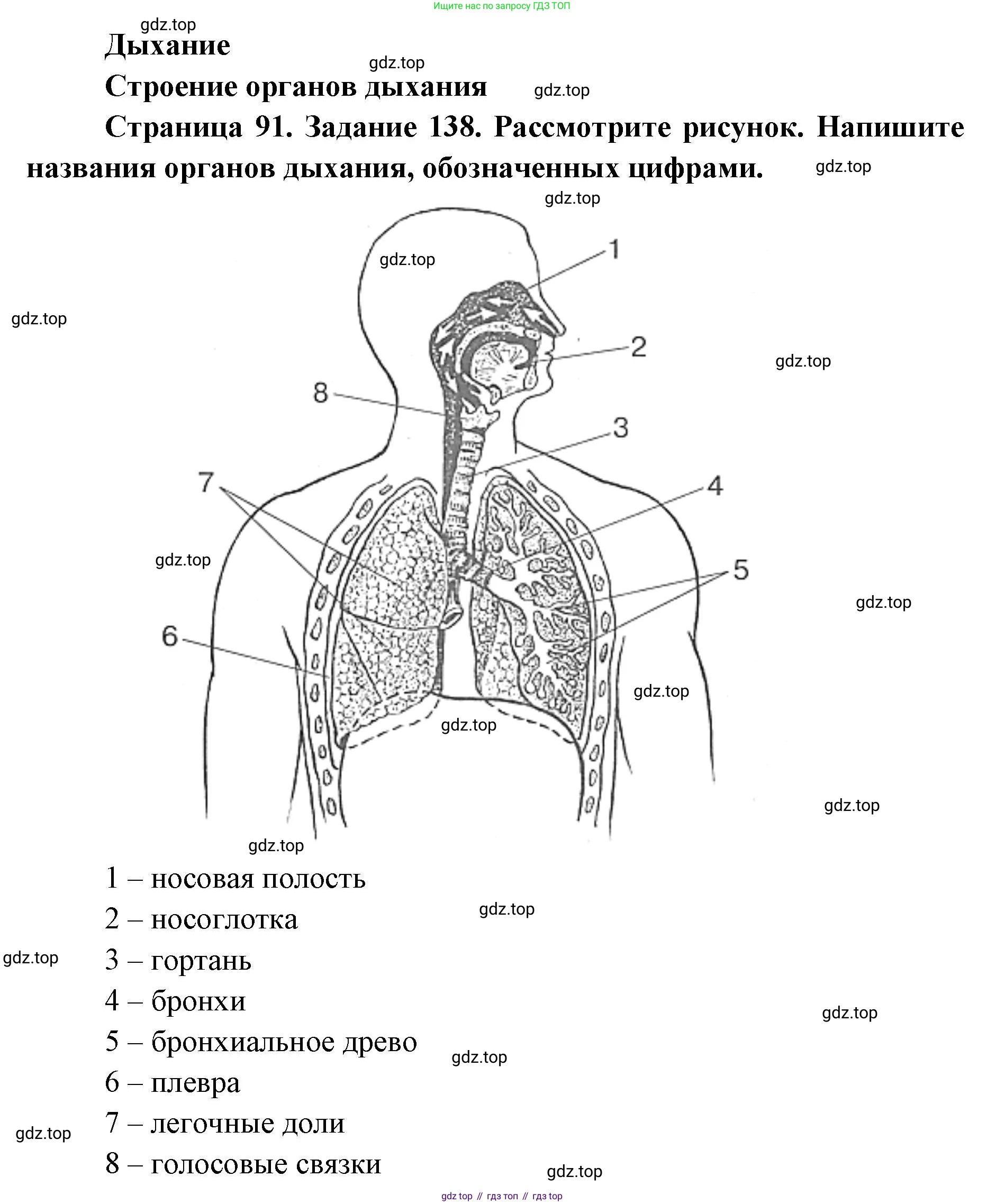 ГДЗ Биология, 8 класс рабочая тетрадь, авторы: Сонин Николай Иванович, Агафонова Инна Борисовна, издательство Просвещение, Москва, 2021, белого цвета, страница 91, номер 138, Решение