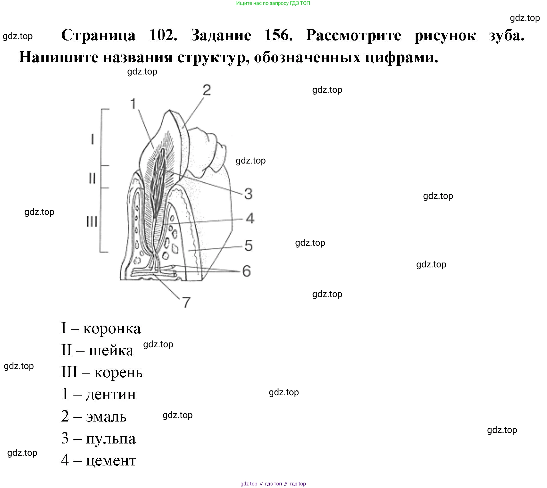 ГДЗ Биология, 8 класс рабочая тетрадь, авторы: Сонин Николай Иванович, Агафонова Инна Борисовна, издательство Просвещение, Москва, 2021, белого цвета, страница 102, номер 156, Решение