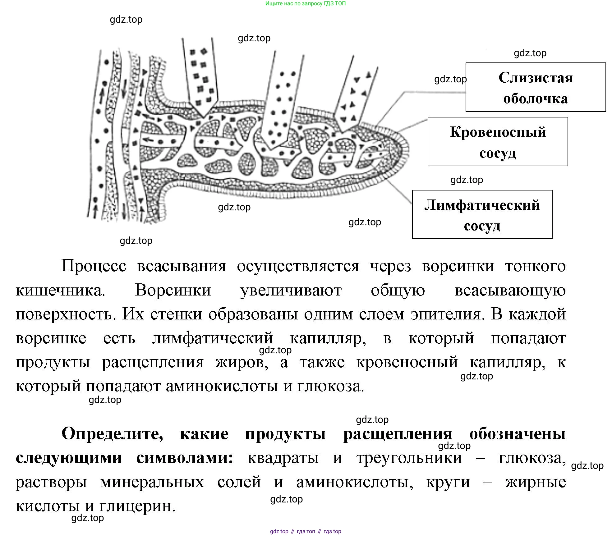 ГДЗ Биология, 8 класс рабочая тетрадь, авторы: Сонин Николай Иванович, Агафонова Инна Борисовна, издательство Просвещение, Москва, 2021, белого цвета, страница 106, номер 168, Решение (продолжение 2)