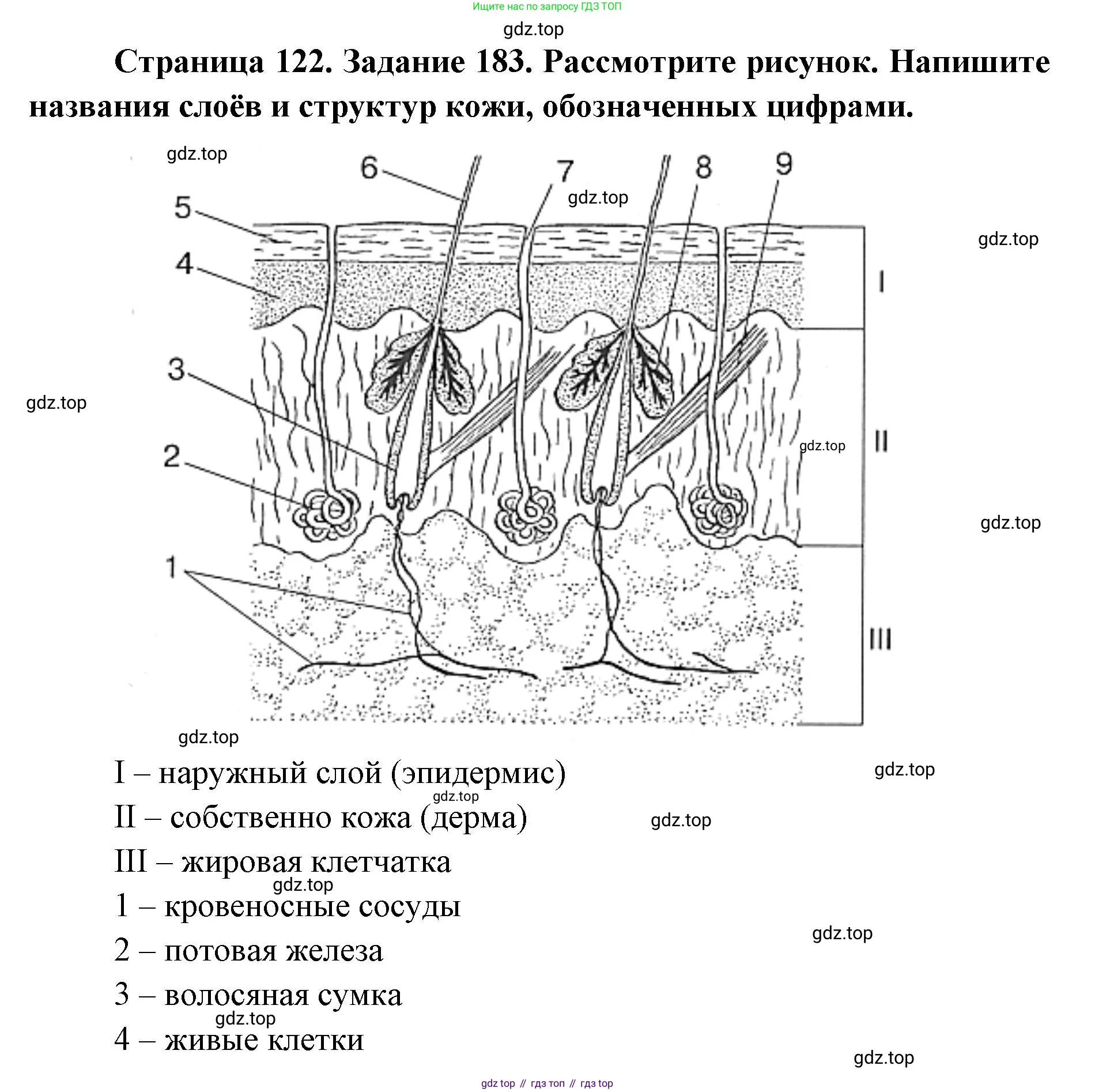 ГДЗ Биология, 8 класс рабочая тетрадь, авторы: Сонин Николай Иванович, Агафонова Инна Борисовна, издательство Просвещение, Москва, 2021, белого цвета, страница 122, номер 183, Решение