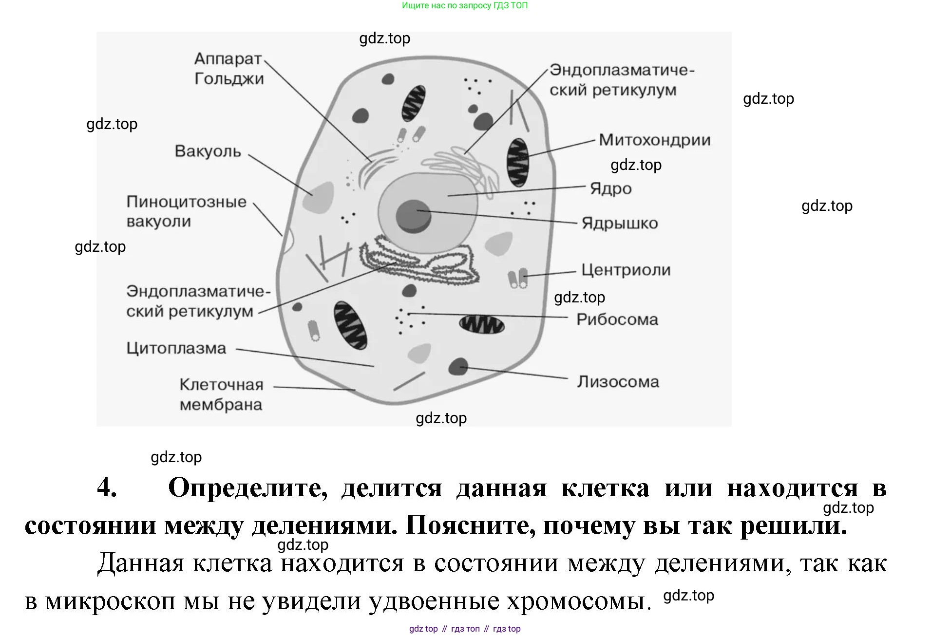 ГДЗ Биология, 8 класс рабочая тетрадь, авторы: Сонин Николай Иванович, Агафонова Инна Борисовна, издательство Просвещение, Москва, 2021, белого цвета, страница 18, номер 20, Решение (продолжение 2)