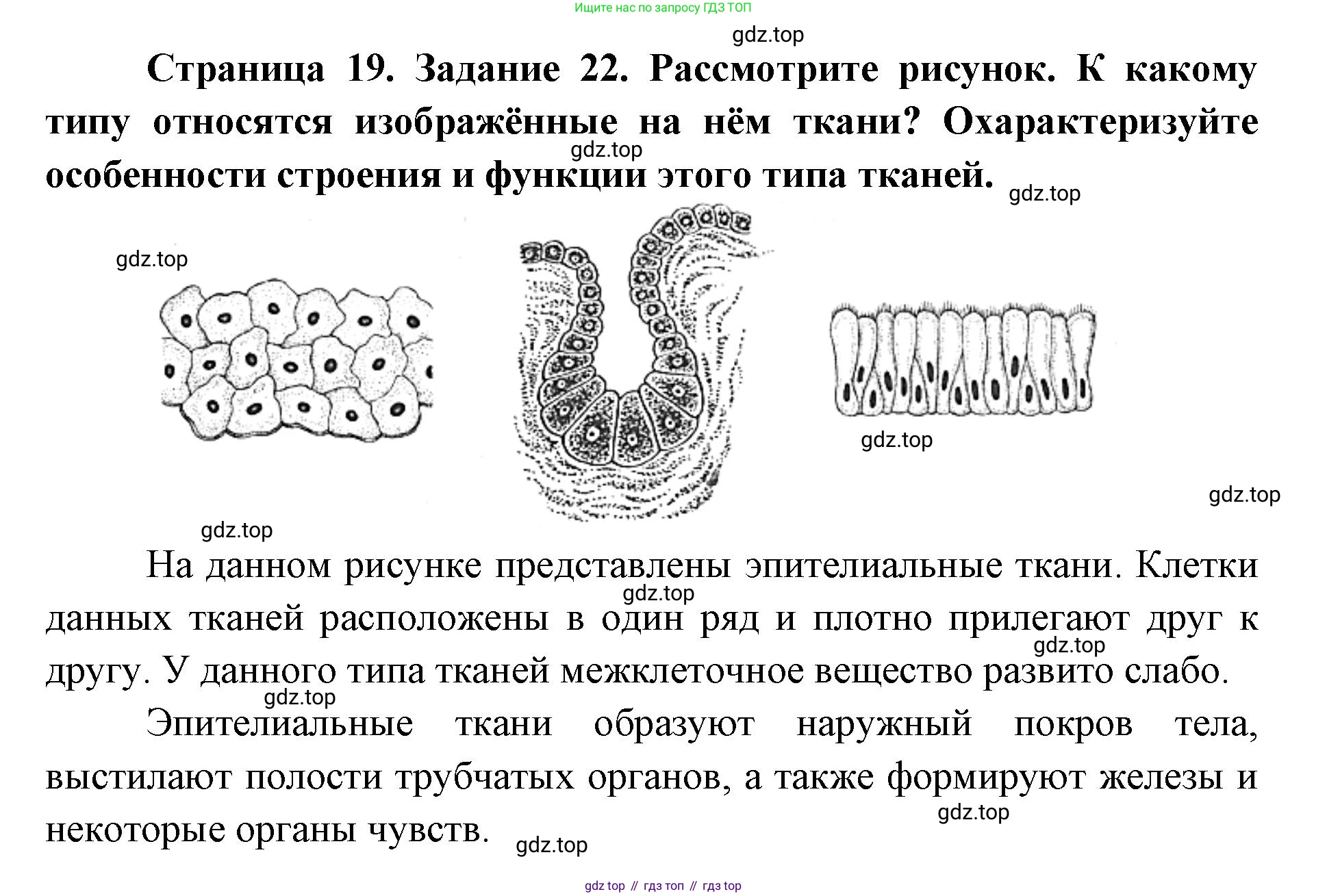 ГДЗ Биология, 8 класс рабочая тетрадь, авторы: Сонин Николай Иванович, Агафонова Инна Борисовна, издательство Просвещение, Москва, 2021, белого цвета, страница 19, номер 22, Решение