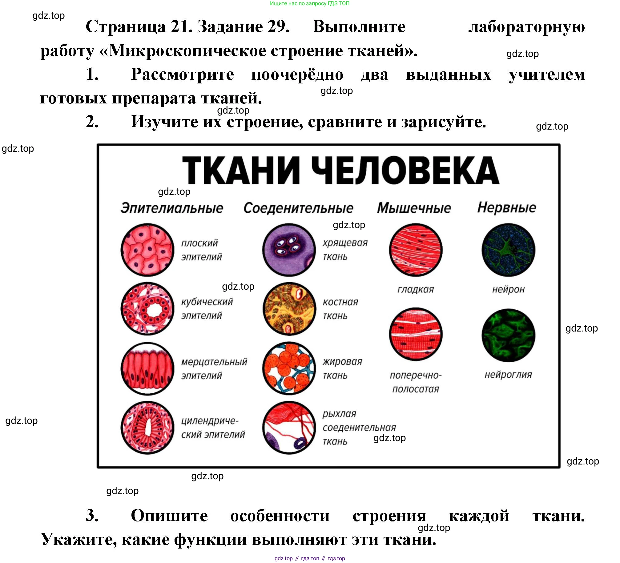 ГДЗ Биология, 8 класс рабочая тетрадь, авторы: Сонин Николай Иванович, Агафонова Инна Борисовна, издательство Просвещение, Москва, 2021, белого цвета, страница 21, номер 29, Решение