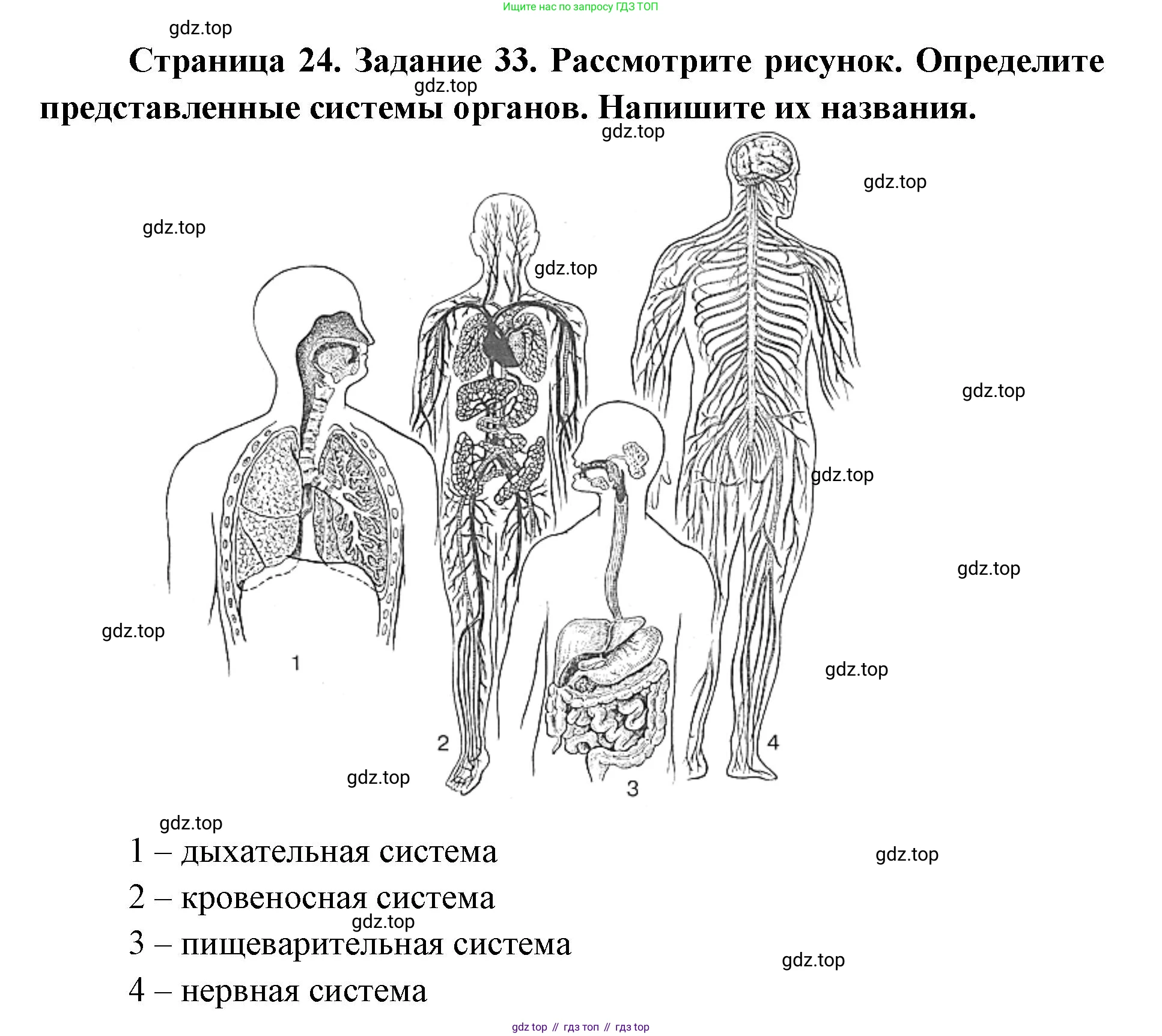 ГДЗ Биология, 8 класс рабочая тетрадь, авторы: Сонин Николай Иванович, Агафонова Инна Борисовна, издательство Просвещение, Москва, 2021, белого цвета, страница 24, номер 33, Решение