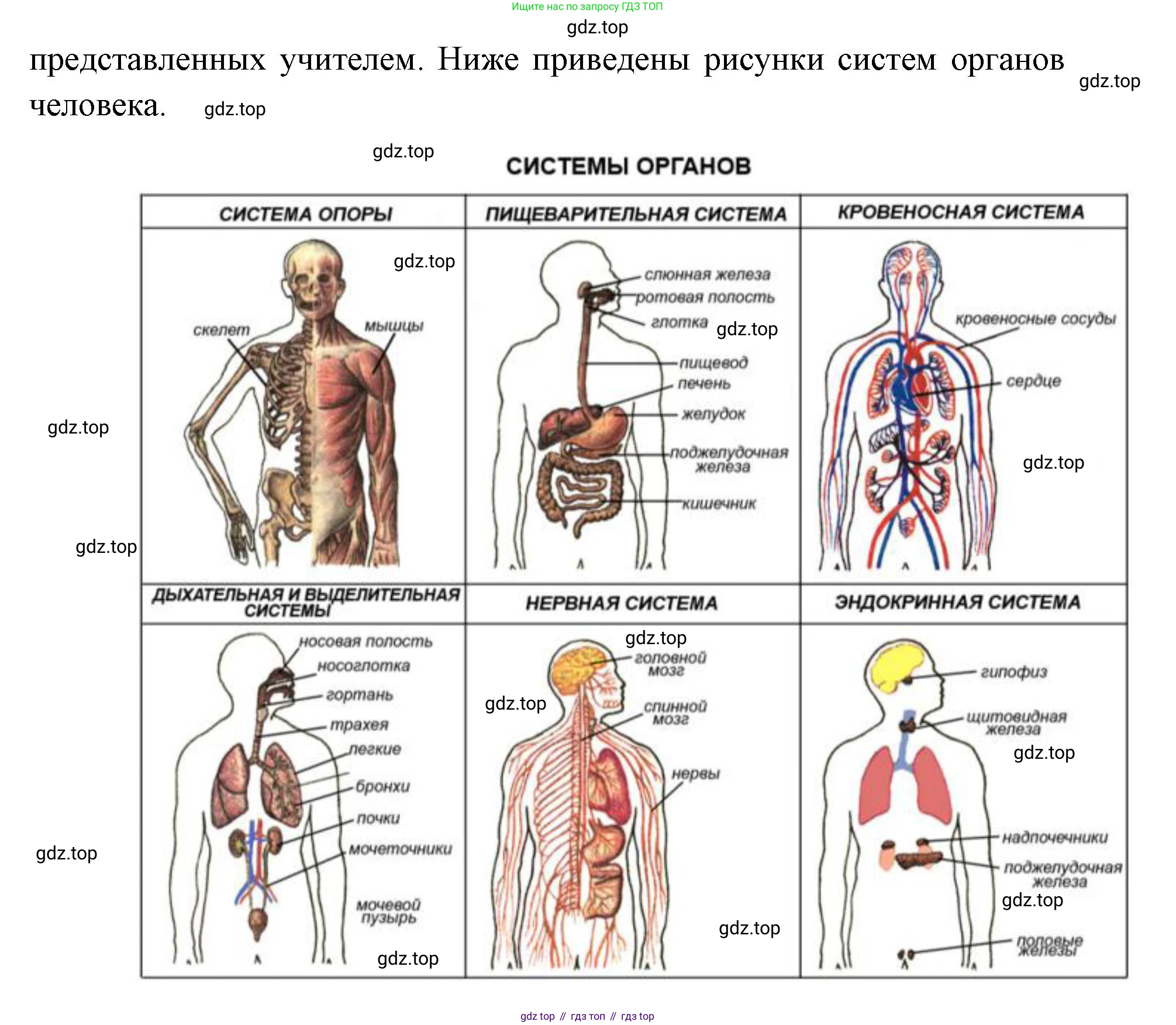 ГДЗ Биология, 8 класс рабочая тетрадь, авторы: Сонин Николай Иванович, Агафонова Инна Борисовна, издательство Просвещение, Москва, 2021, белого цвета, страница 25, номер 35, Решение (продолжение 2)