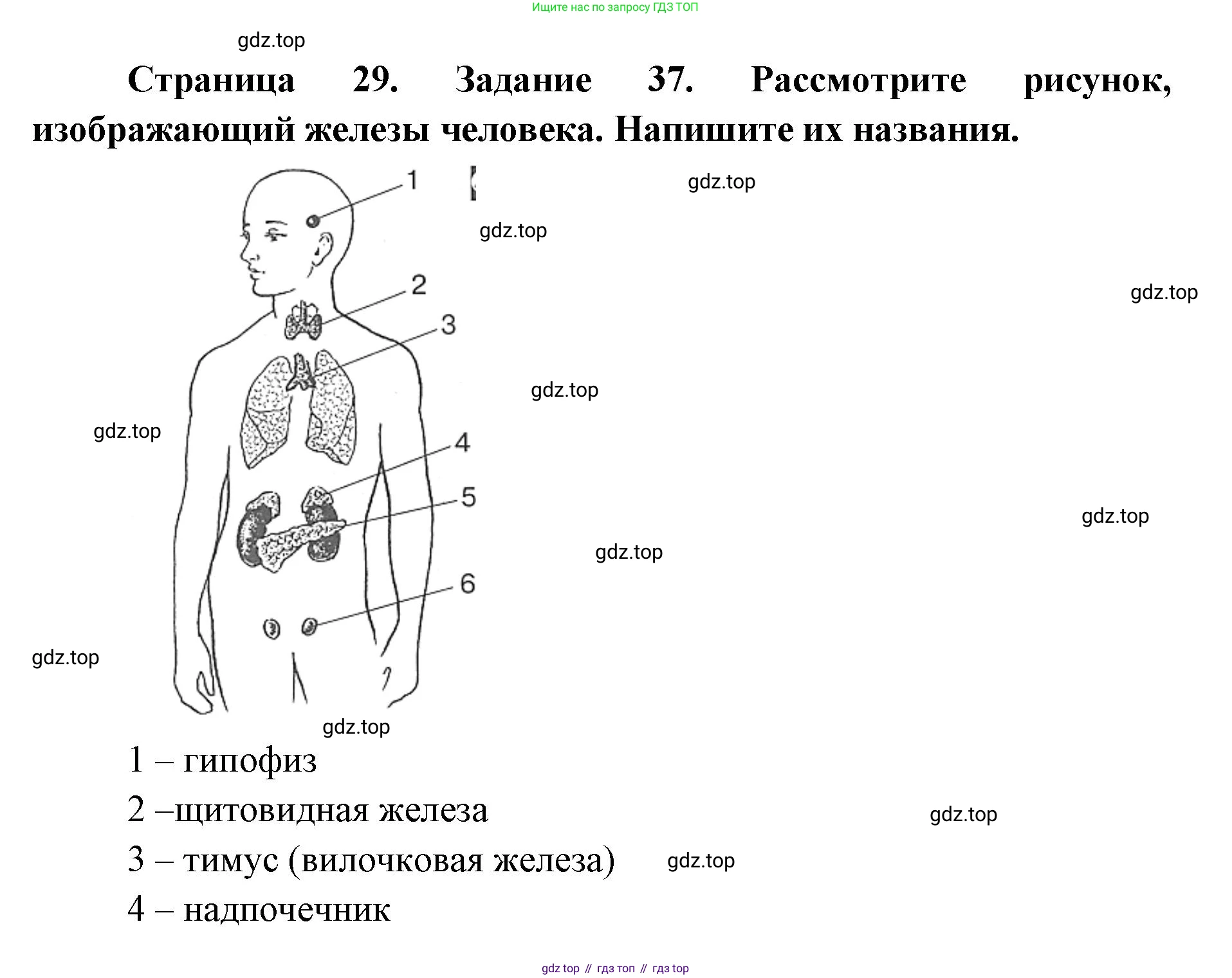 ГДЗ Биология, 8 класс рабочая тетрадь, авторы: Сонин Николай Иванович, Агафонова Инна Борисовна, издательство Просвещение, Москва, 2021, белого цвета, страница 29, номер 37, Решение