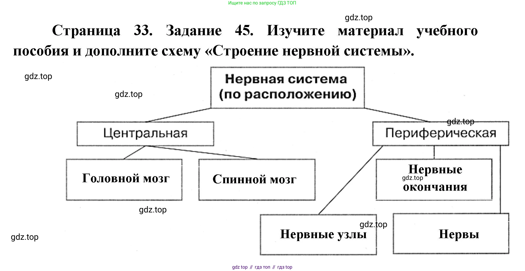 ГДЗ Биология, 8 класс рабочая тетрадь, авторы: Сонин Николай Иванович, Агафонова Инна Борисовна, издательство Просвещение, Москва, 2021, белого цвета, страница 33, номер 45, Решение
