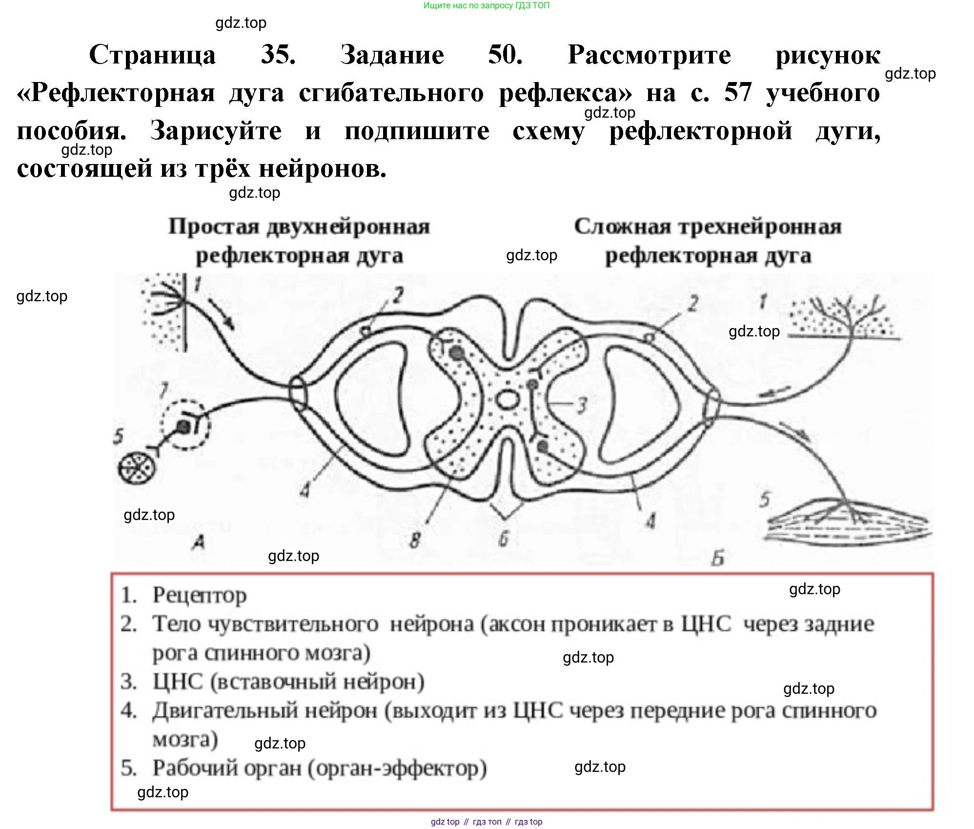 ГДЗ Биология, 8 класс рабочая тетрадь, авторы: Сонин Николай Иванович, Агафонова Инна Борисовна, издательство Просвещение, Москва, 2021, белого цвета, страница 35, номер 50, Решение