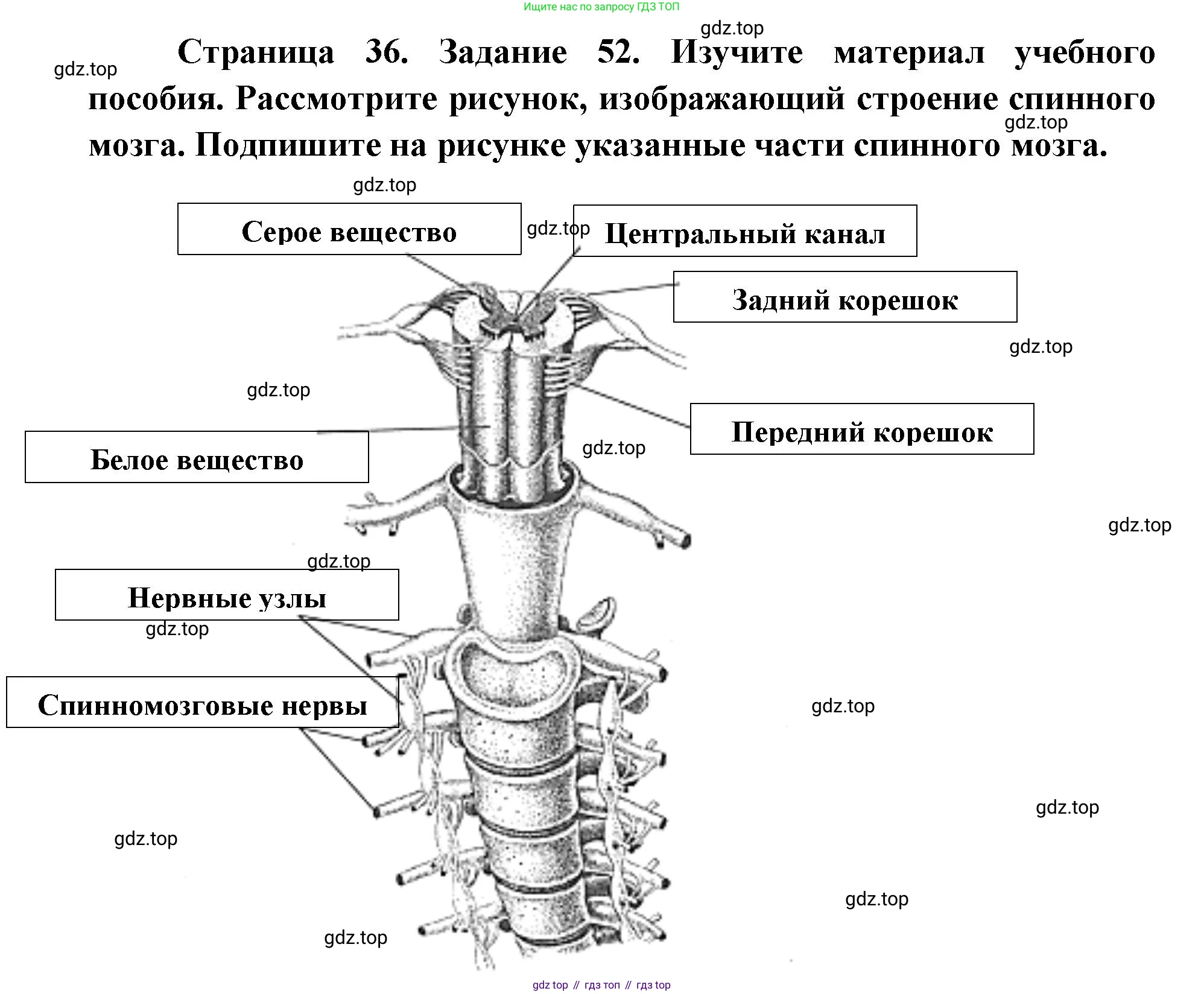 ГДЗ Биология, 8 класс рабочая тетрадь, авторы: Сонин Николай Иванович, Агафонова Инна Борисовна, издательство Просвещение, Москва, 2021, белого цвета, страница 36, номер 52, Решение