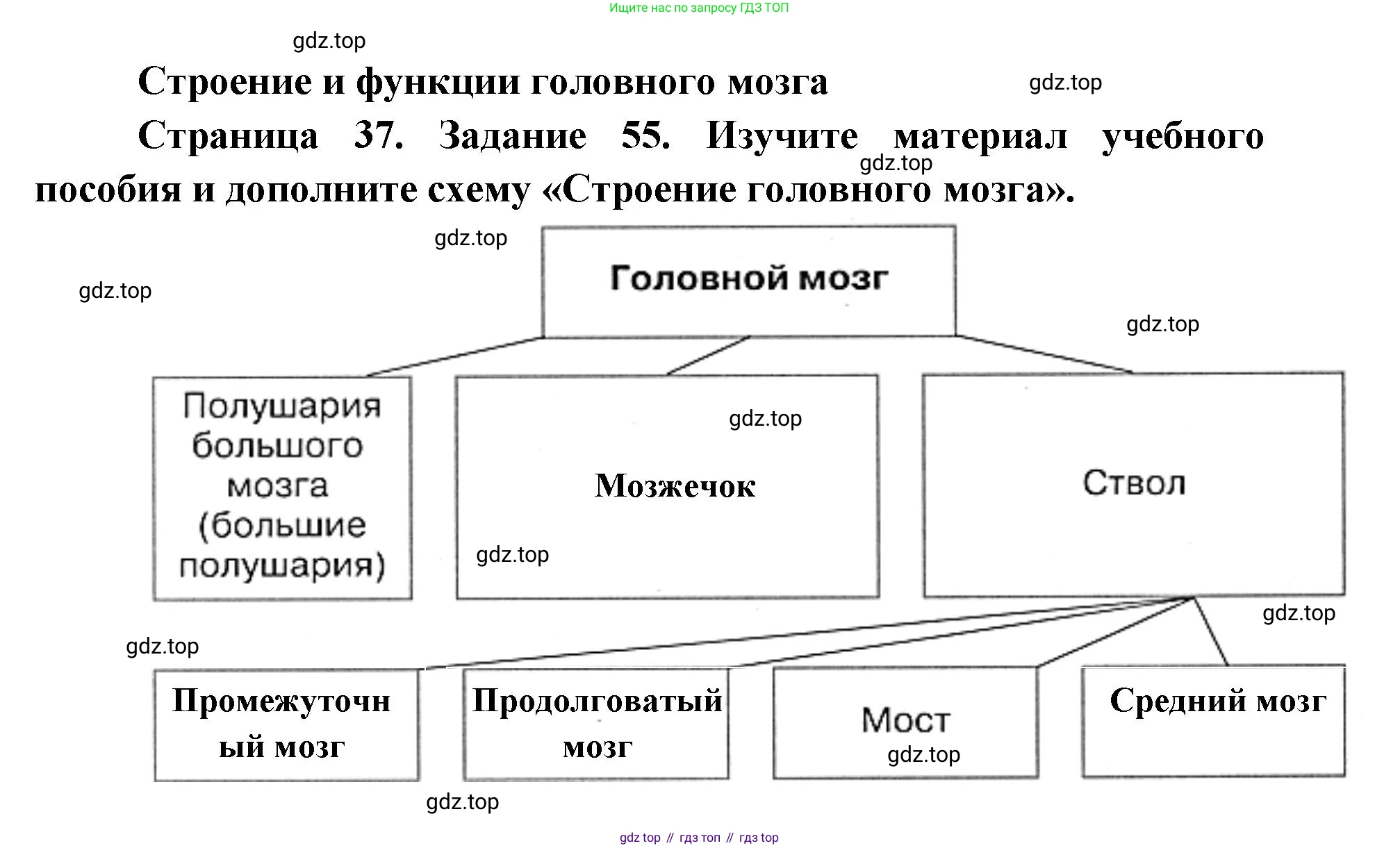 ГДЗ Биология, 8 класс рабочая тетрадь, авторы: Сонин Николай Иванович, Агафонова Инна Борисовна, издательство Просвещение, Москва, 2021, белого цвета, страница 37, номер 55, Решение