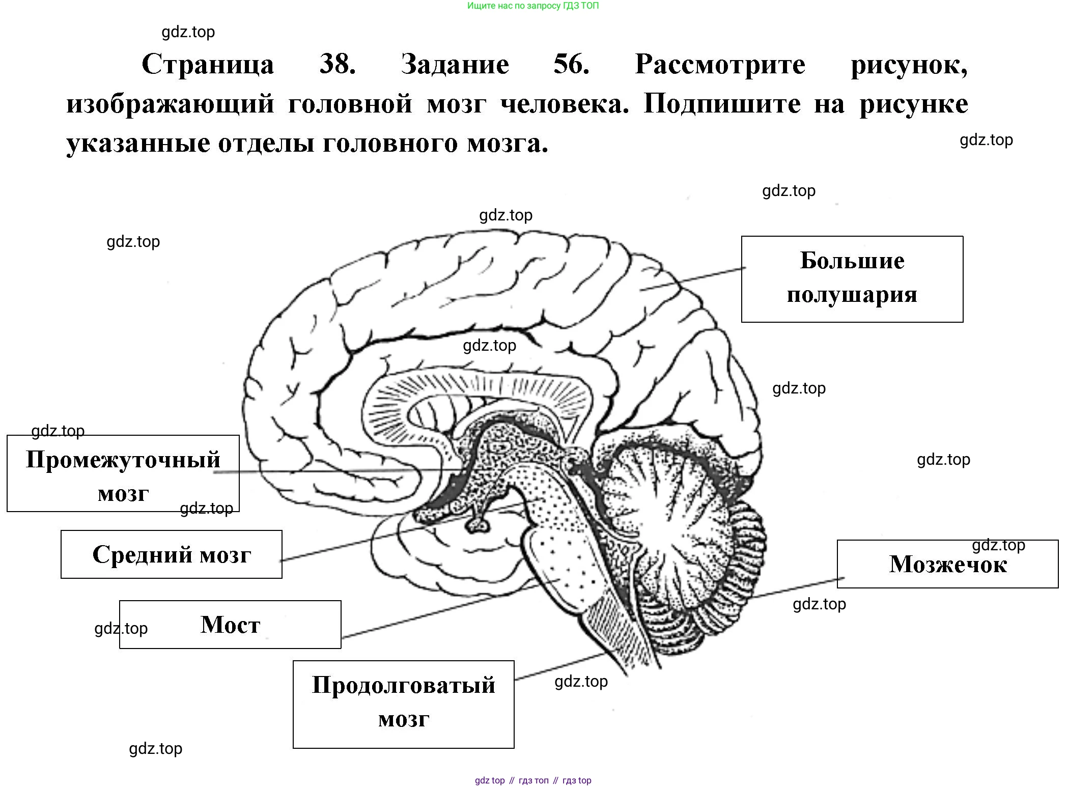 ГДЗ Биология, 8 класс рабочая тетрадь, авторы: Сонин Николай Иванович, Агафонова Инна Борисовна, издательство Просвещение, Москва, 2021, белого цвета, страница 38, номер 56, Решение