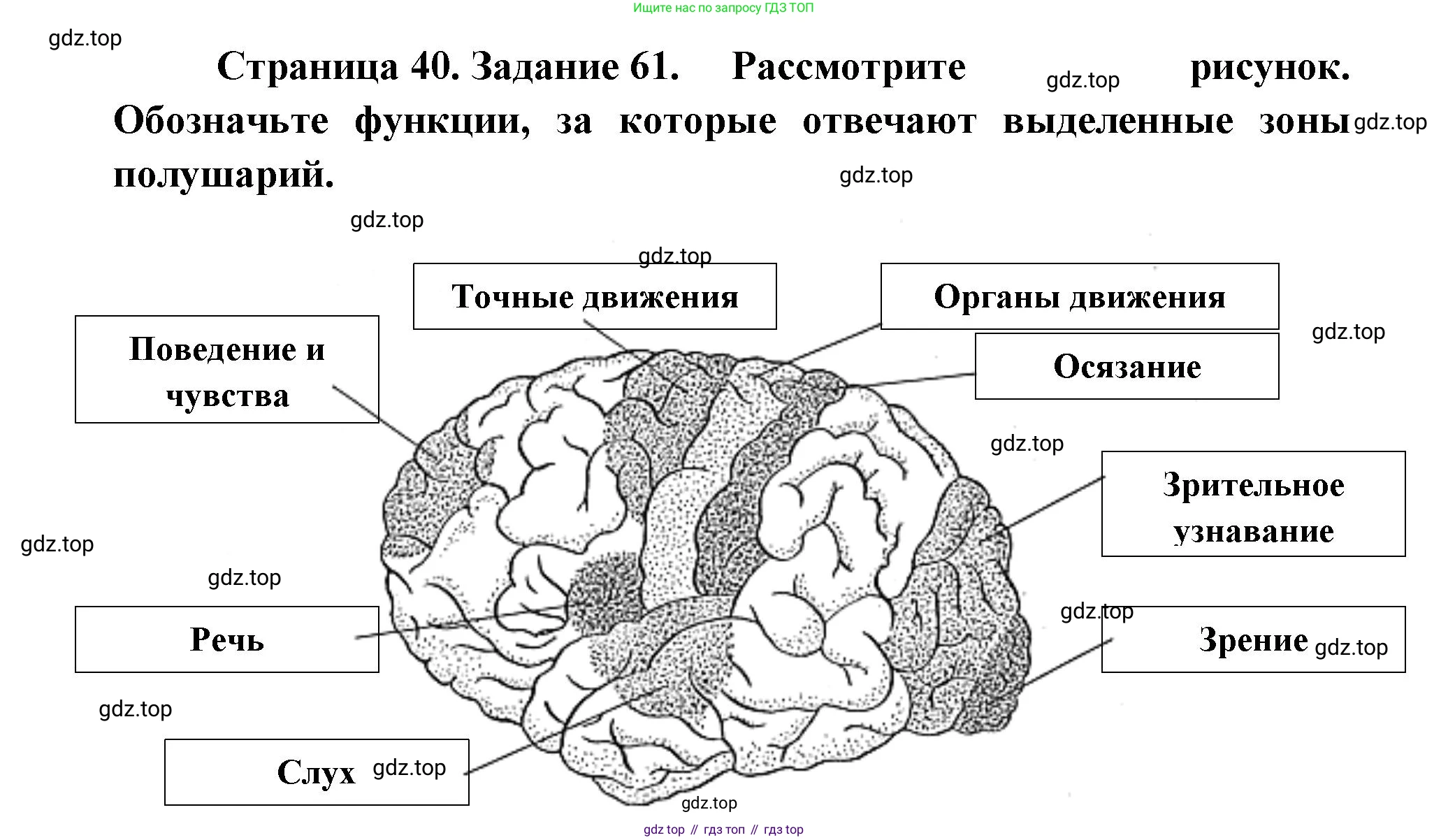 ГДЗ Биология, 8 класс рабочая тетрадь, авторы: Сонин Николай Иванович, Агафонова Инна Борисовна, издательство Просвещение, Москва, 2021, белого цвета, страница 40, номер 61, Решение