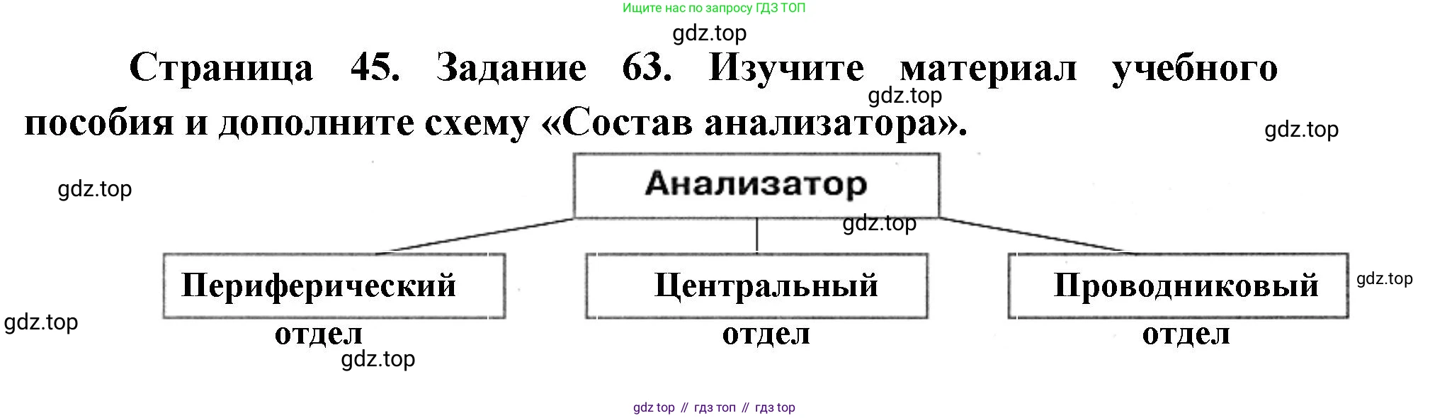 ГДЗ Биология, 8 класс рабочая тетрадь, авторы: Сонин Николай Иванович, Агафонова Инна Борисовна, издательство Просвещение, Москва, 2021, белого цвета, страница 45, номер 63, Решение