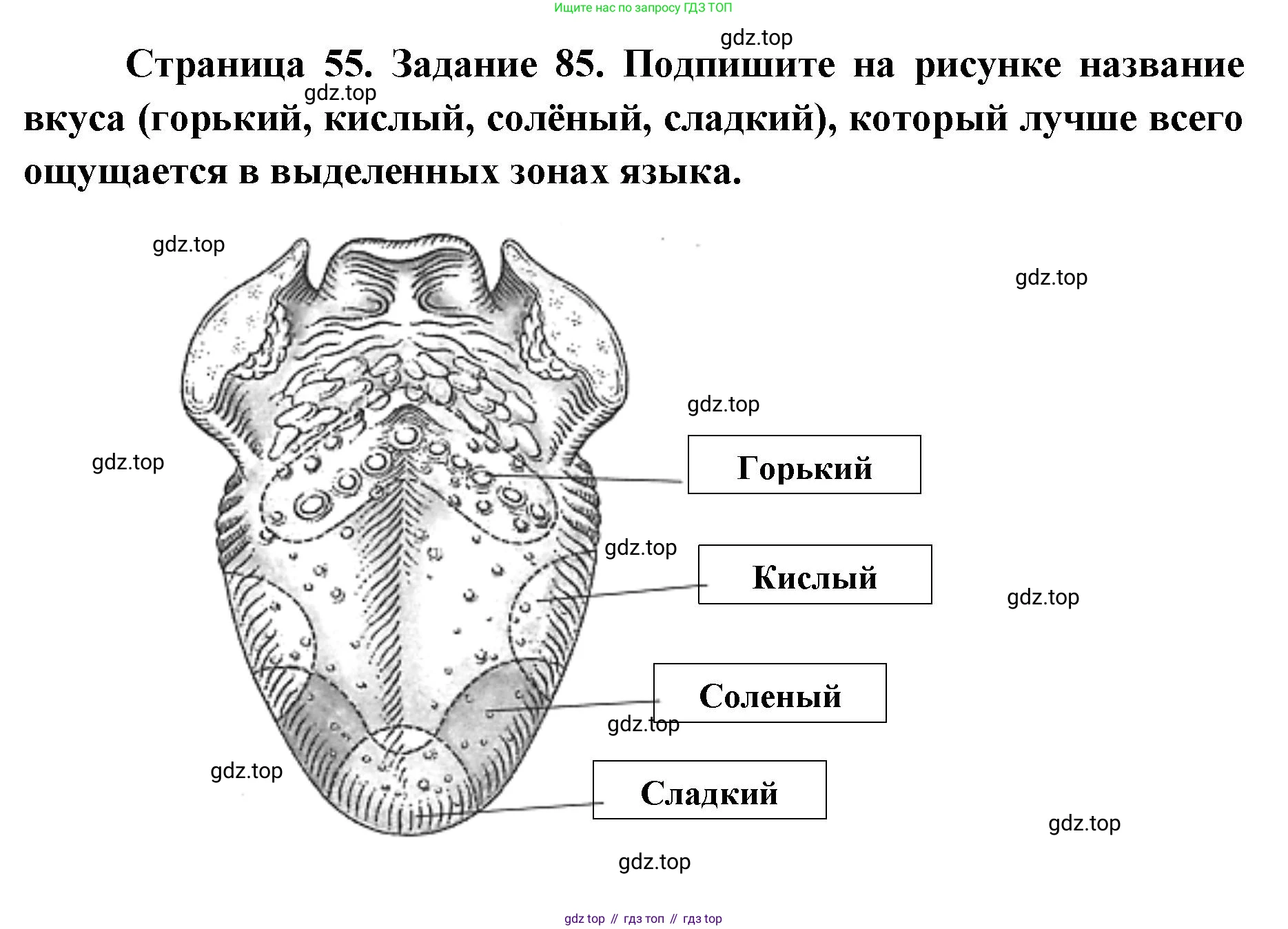ГДЗ Биология, 8 класс рабочая тетрадь, авторы: Сонин Николай Иванович, Агафонова Инна Борисовна, издательство Просвещение, Москва, 2021, белого цвета, страница 55, номер 85, Решение