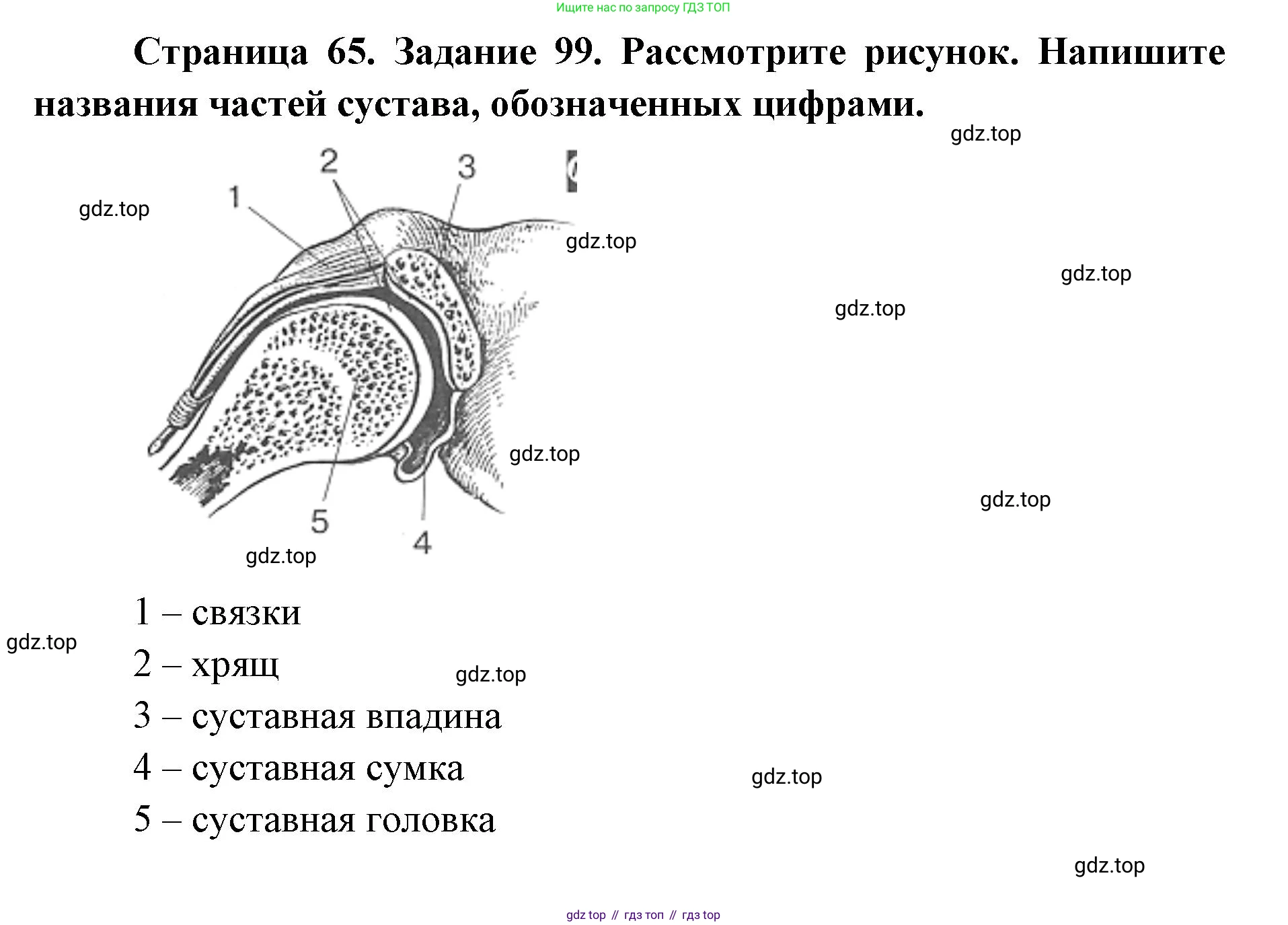 ГДЗ Биология, 8 класс рабочая тетрадь, авторы: Сонин Николай Иванович, Агафонова Инна Борисовна, издательство Просвещение, Москва, 2021, белого цвета, страница 65, номер 99, Решение