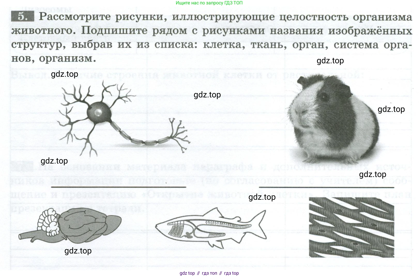 Биология, 8 класс рабочая тетрадь, авторы: Суматохин Сергей Витальевич, Пасечник Владимир Васильевич, Гапонюк Зоя Георгиевна, издательство Просвещение, Москва, 2023, оранжевого цвета, страница 12, номер 5, Условие
