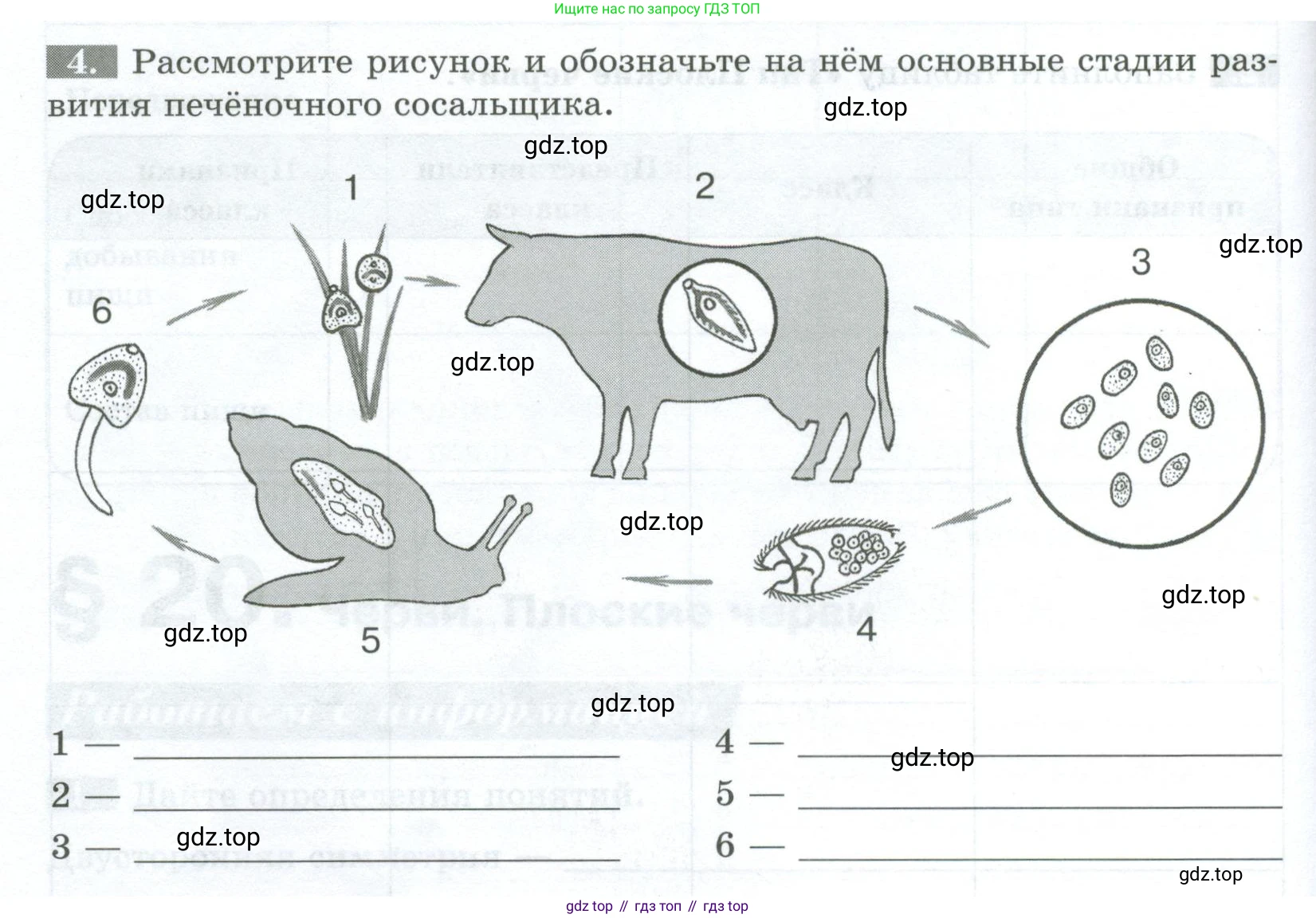 Биология, 8 класс рабочая тетрадь, авторы: Суматохин Сергей Витальевич, Пасечник Владимир Васильевич, Гапонюк Зоя Георгиевна, издательство Просвещение, Москва, 2023, оранжевого цвета, страница 64, номер 4, Условие