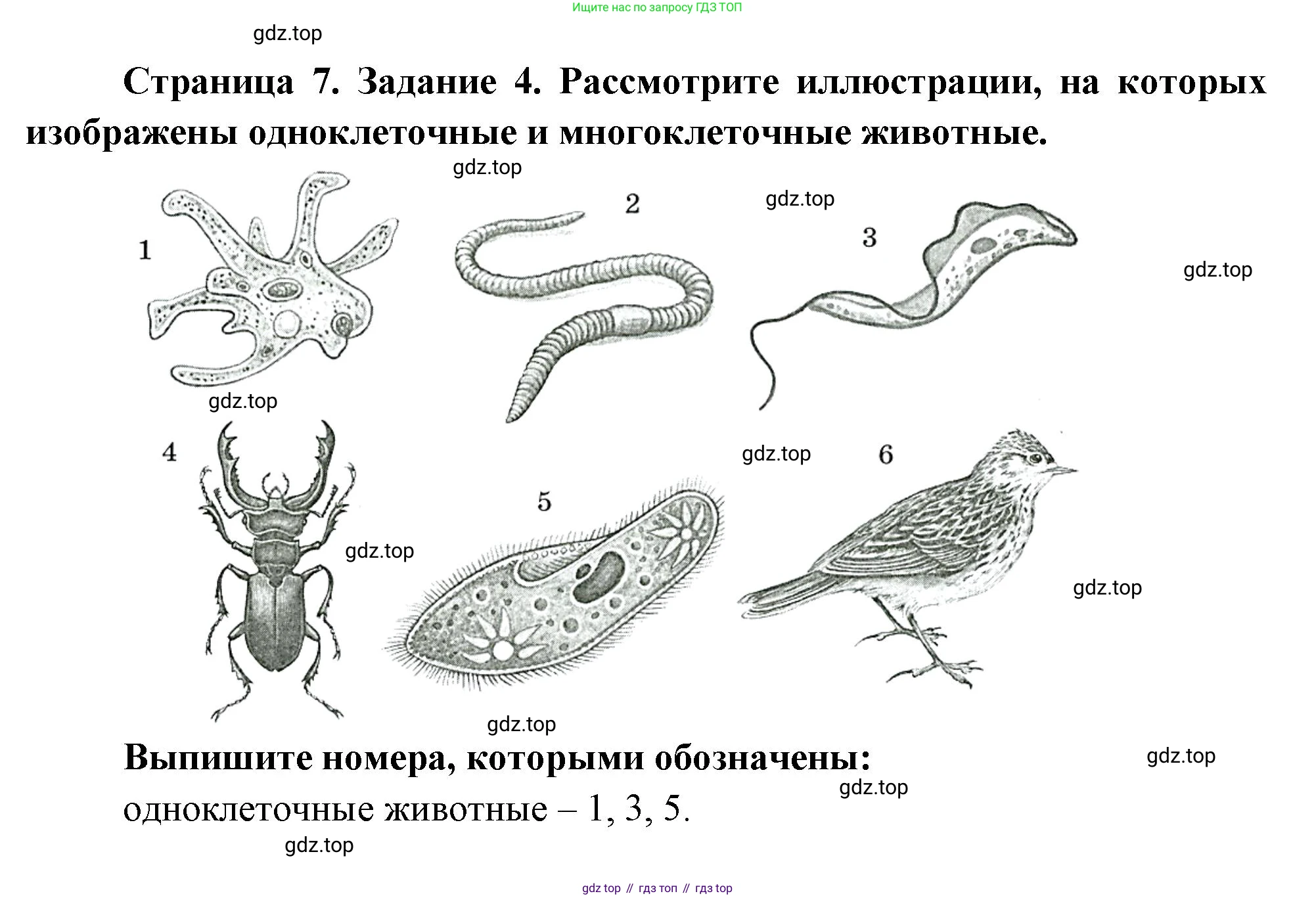 Биология, 8 класс рабочая тетрадь, авторы: Суматохин Сергей Витальевич, Пасечник Владимир Васильевич, Гапонюк Зоя Георгиевна, издательство Просвещение, Москва, 2023, оранжевого цвета, страница 7, номер 4, Решение