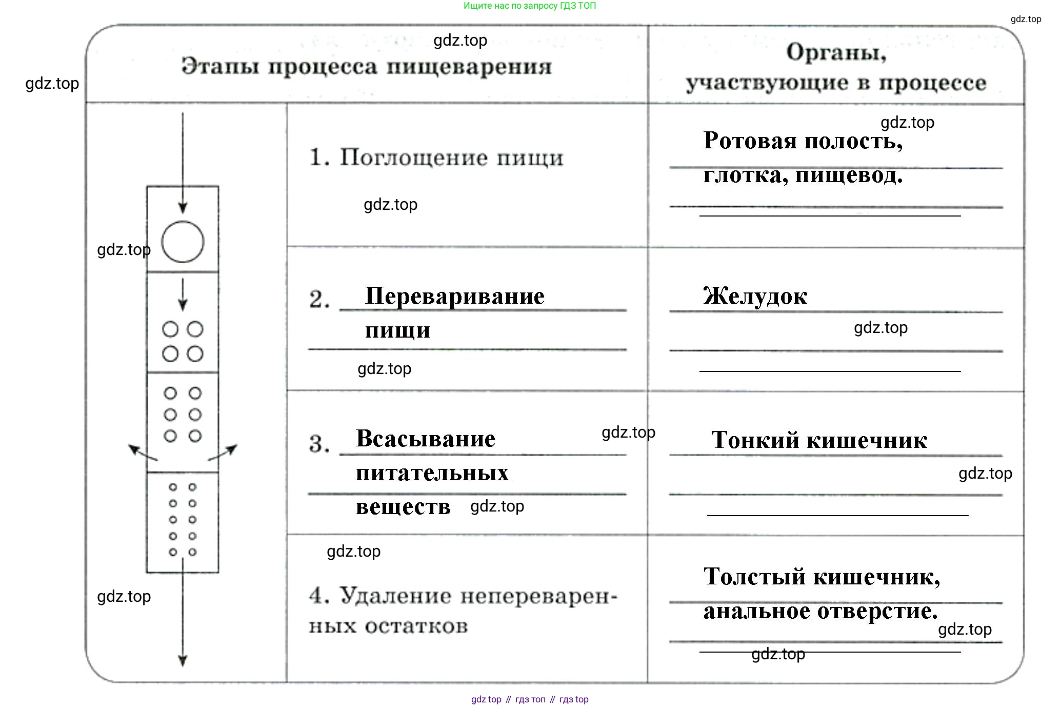 Биология, 8 класс рабочая тетрадь, авторы: Суматохин Сергей Витальевич, Пасечник Владимир Васильевич, Гапонюк Зоя Георгиевна, издательство Просвещение, Москва, 2023, оранжевого цвета, страница 22, номер 5, Решение (продолжение 2)