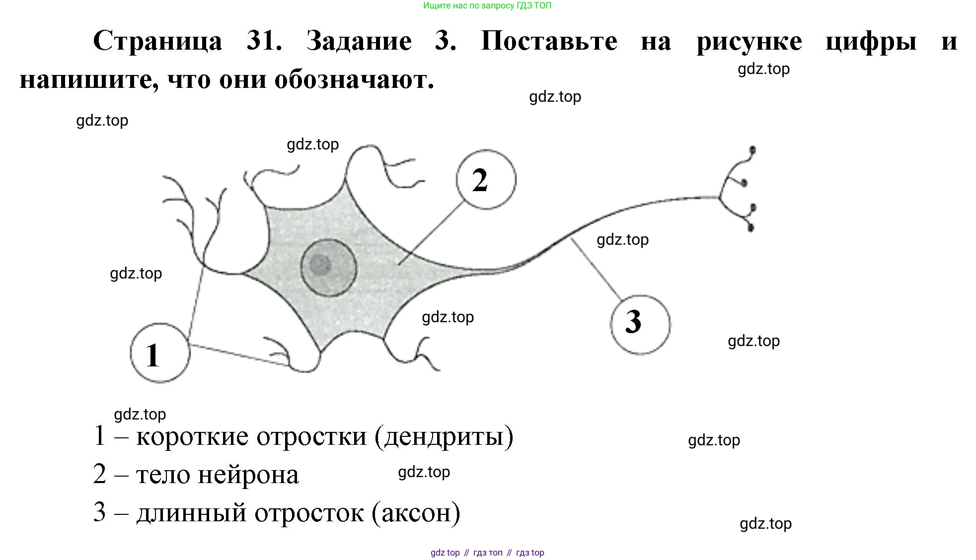 Биология, 8 класс рабочая тетрадь, авторы: Суматохин Сергей Витальевич, Пасечник Владимир Васильевич, Гапонюк Зоя Георгиевна, издательство Просвещение, Москва, 2023, оранжевого цвета, страница 31, номер 3, Решение