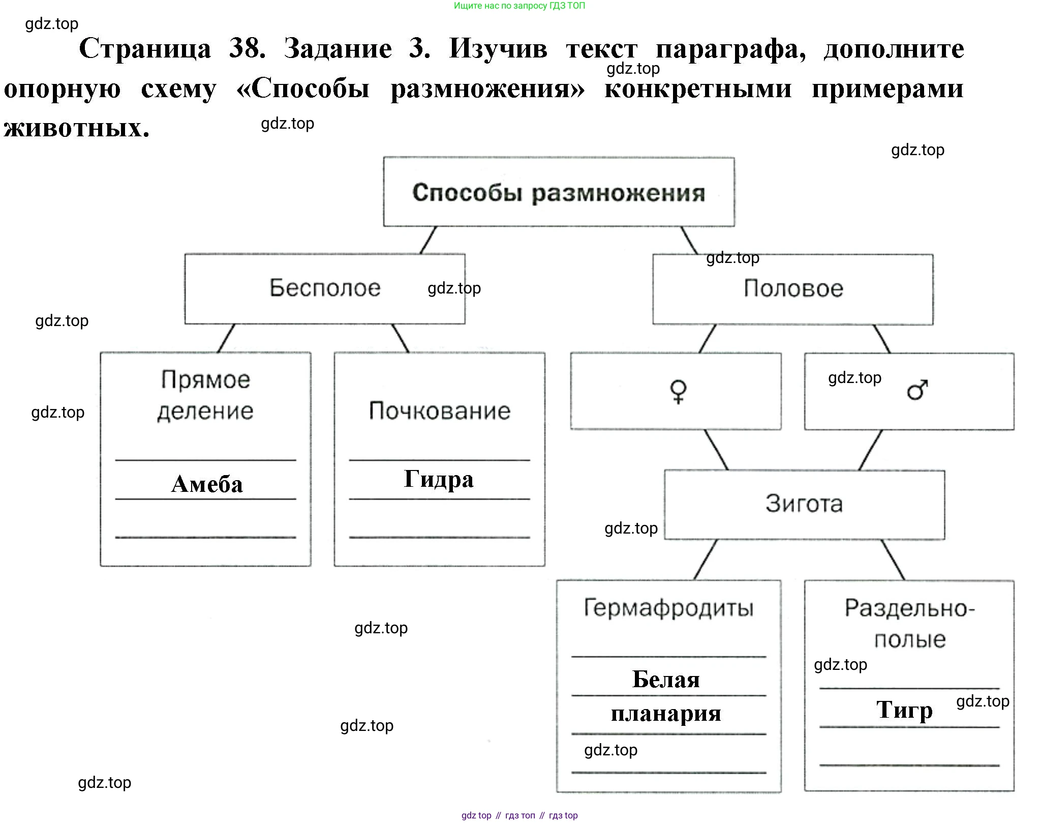 Биология, 8 класс рабочая тетрадь, авторы: Суматохин Сергей Витальевич, Пасечник Владимир Васильевич, Гапонюк Зоя Георгиевна, издательство Просвещение, Москва, 2023, оранжевого цвета, страница 38, номер 3, Решение