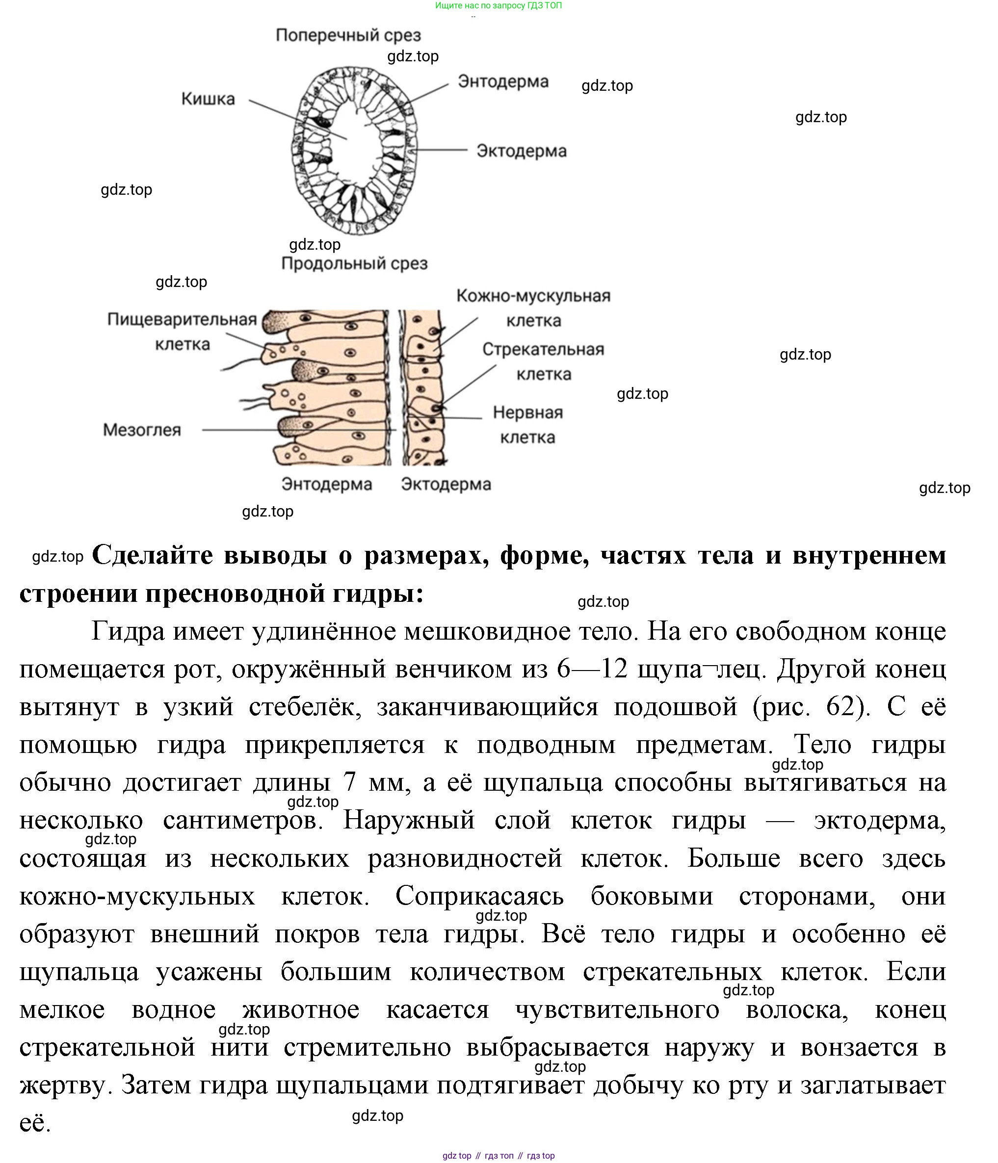 Биология, 8 класс рабочая тетрадь, авторы: Суматохин Сергей Витальевич, Пасечник Владимир Васильевич, Гапонюк Зоя Георгиевна, издательство Просвещение, Москва, 2023, оранжевого цвета, страница 58, номер 6, Решение (продолжение 2)