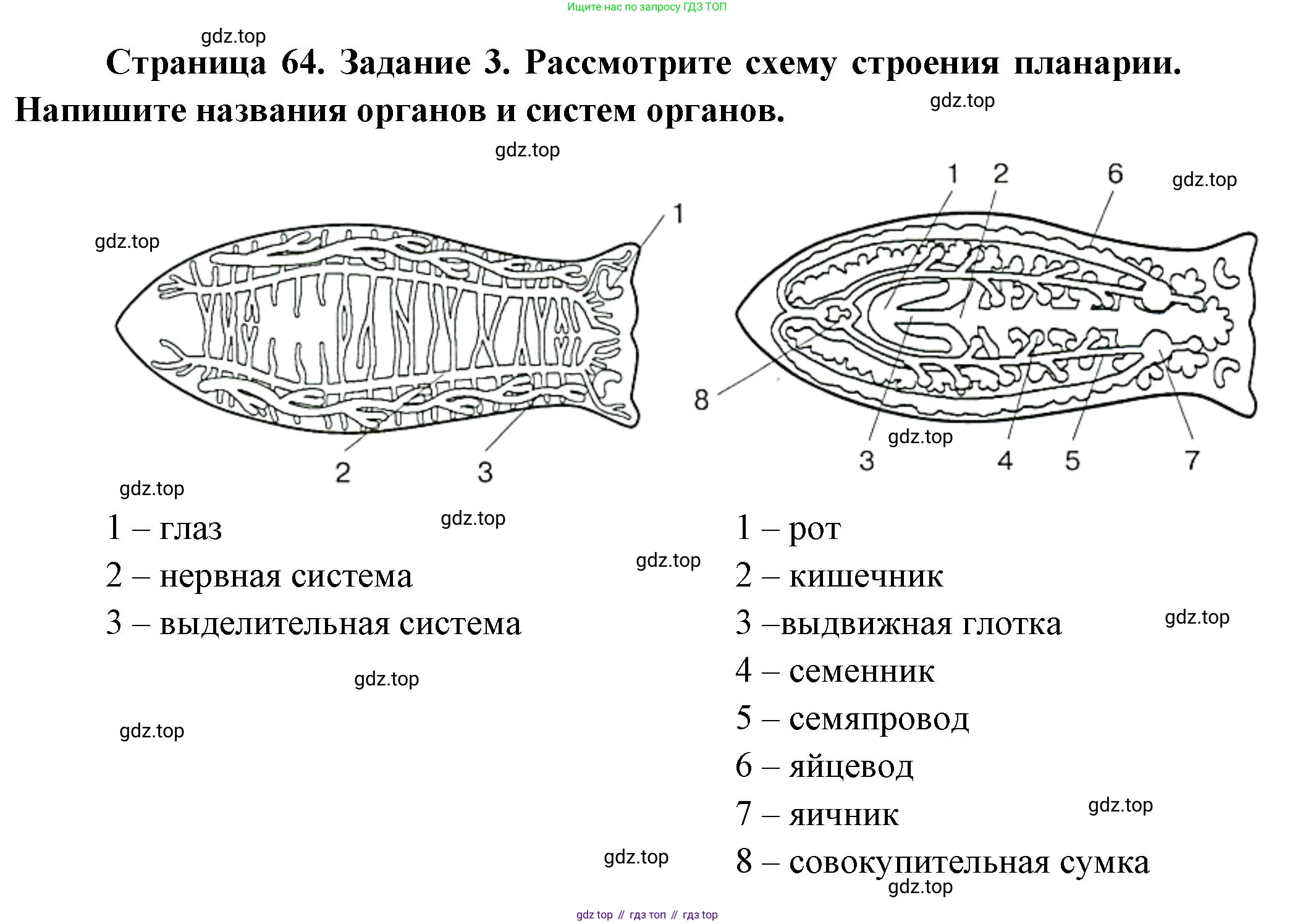 Биология, 8 класс рабочая тетрадь, авторы: Суматохин Сергей Витальевич, Пасечник Владимир Васильевич, Гапонюк Зоя Георгиевна, издательство Просвещение, Москва, 2023, оранжевого цвета, страница 64, номер 3, Решение