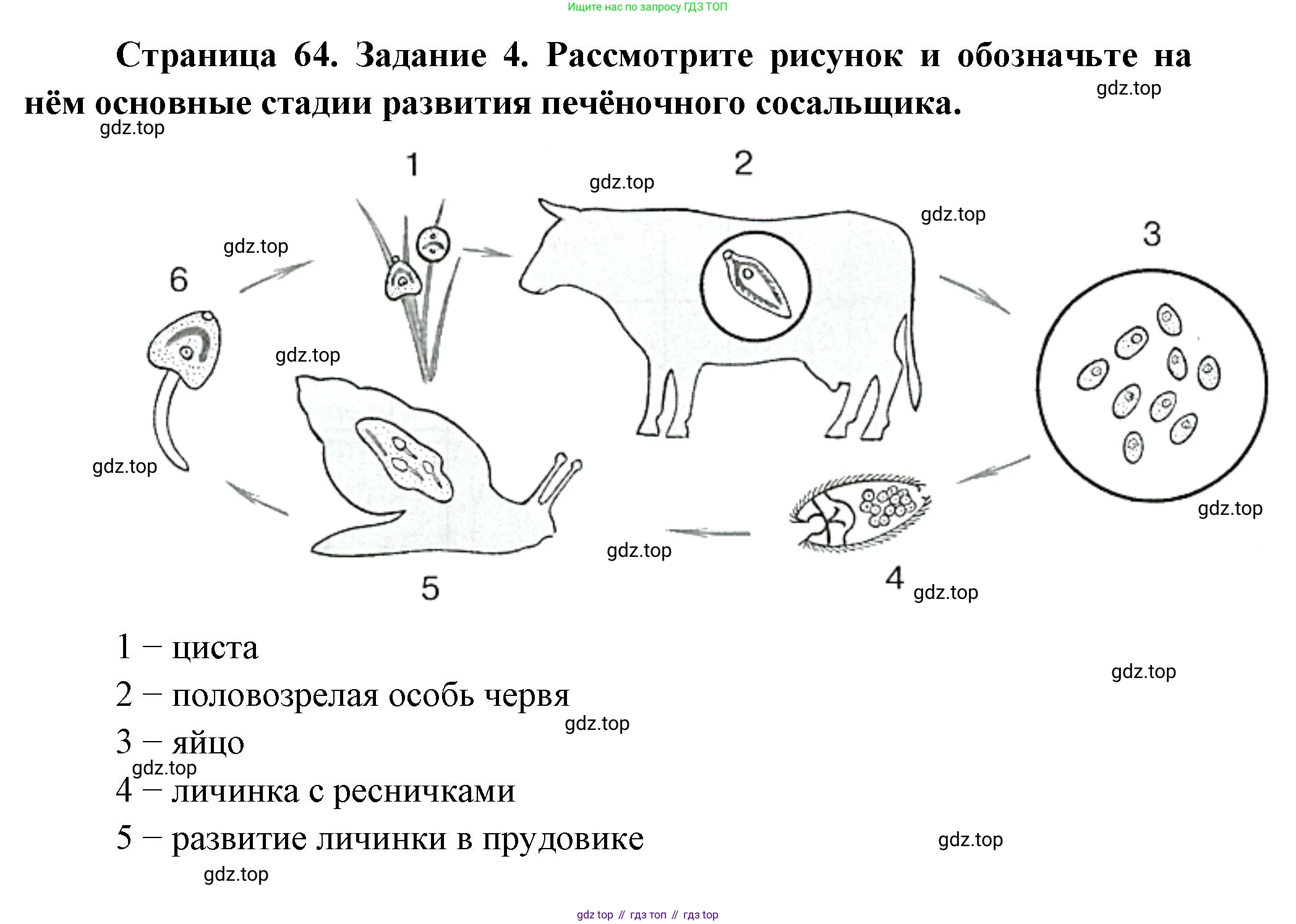 Биология, 8 класс рабочая тетрадь, авторы: Суматохин Сергей Витальевич, Пасечник Владимир Васильевич, Гапонюк Зоя Георгиевна, издательство Просвещение, Москва, 2023, оранжевого цвета, страница 64, номер 4, Решение