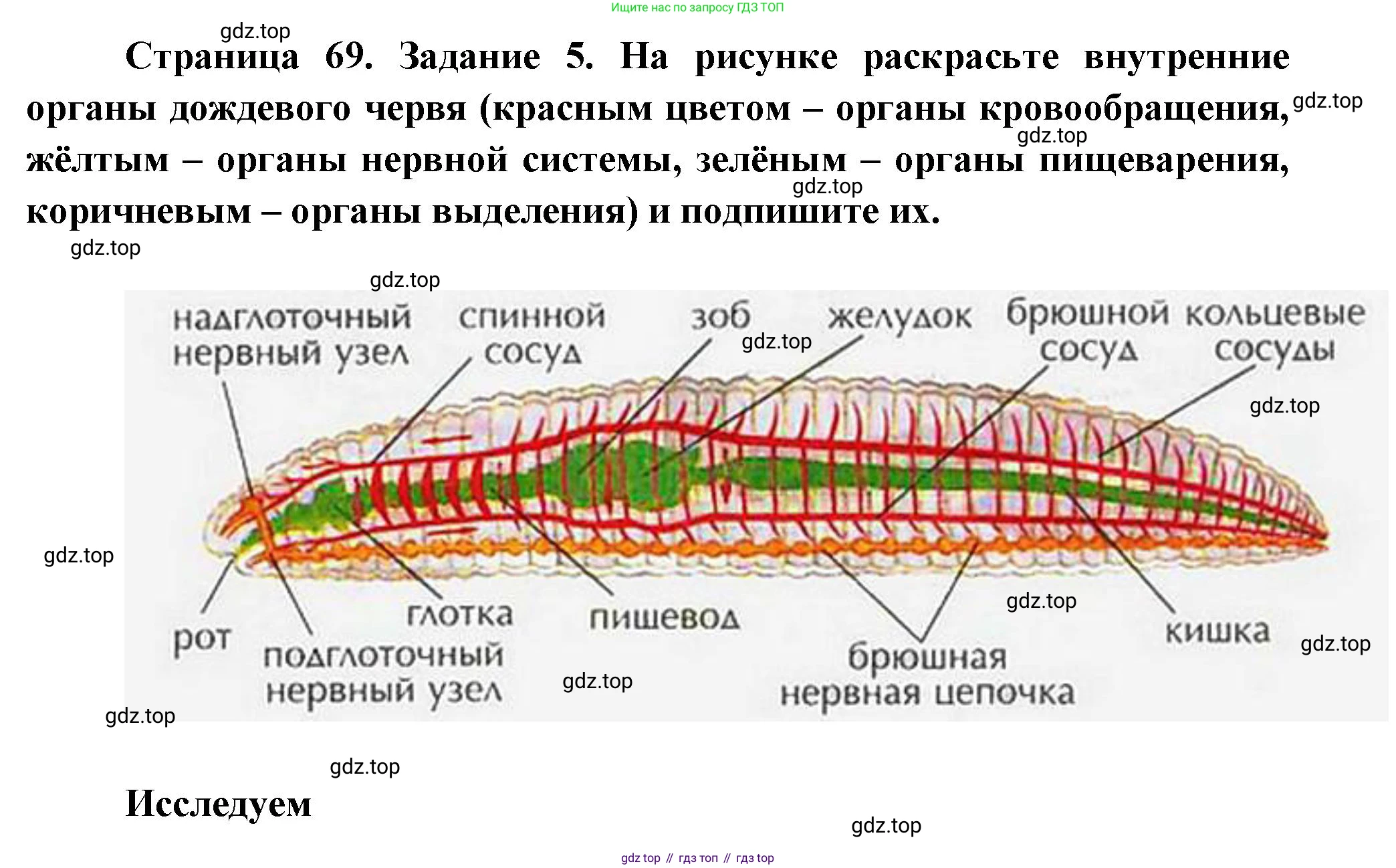 Биология, 8 класс рабочая тетрадь, авторы: Суматохин Сергей Витальевич, Пасечник Владимир Васильевич, Гапонюк Зоя Георгиевна, издательство Просвещение, Москва, 2023, оранжевого цвета, страница 69, номер 5, Решение