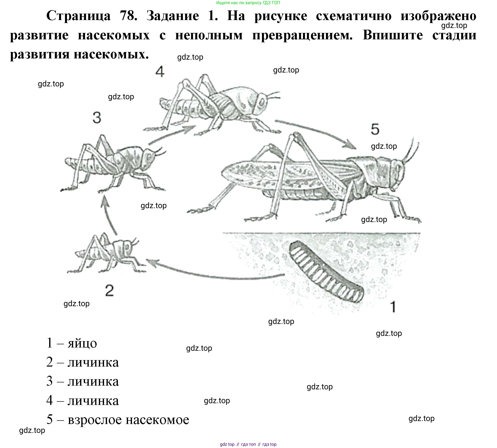 Биология, 8 класс рабочая тетрадь, авторы: Суматохин Сергей Витальевич, Пасечник Владимир Васильевич, Гапонюк Зоя Георгиевна, издательство Просвещение, Москва, 2023, оранжевого цвета, страница 78, номер 1, Решение