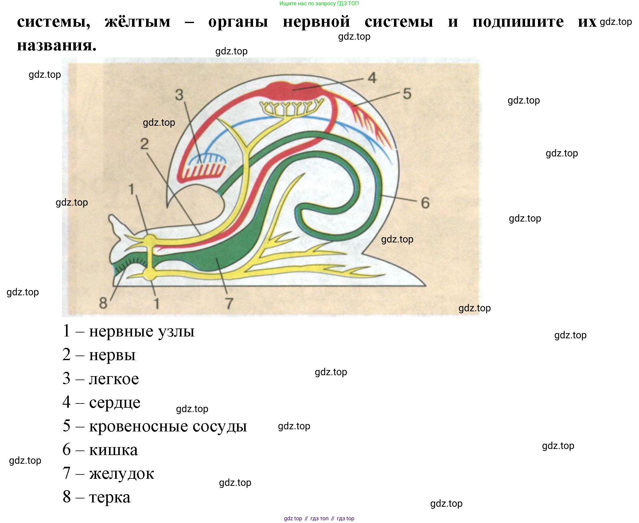 Биология, 8 класс рабочая тетрадь, авторы: Суматохин Сергей Витальевич, Пасечник Владимир Васильевич, Гапонюк Зоя Георгиевна, издательство Просвещение, Москва, 2023, оранжевого цвета, страница 82, номер 3, Решение (продолжение 2)
