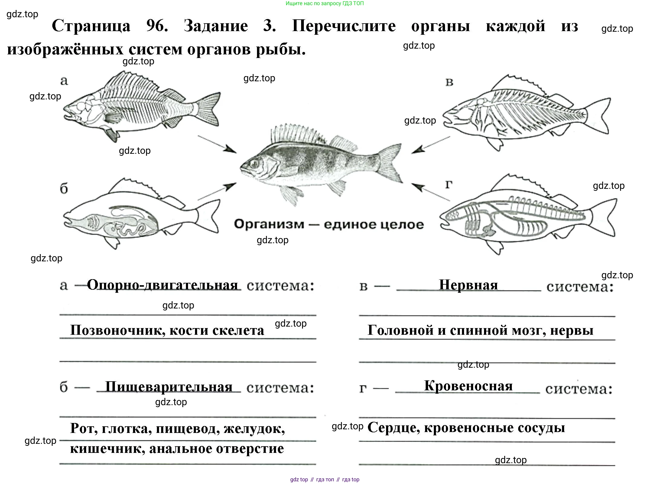 Биология, 8 класс рабочая тетрадь, авторы: Суматохин Сергей Витальевич, Пасечник Владимир Васильевич, Гапонюк Зоя Георгиевна, издательство Просвещение, Москва, 2023, оранжевого цвета, страница 96, номер 3, Решение