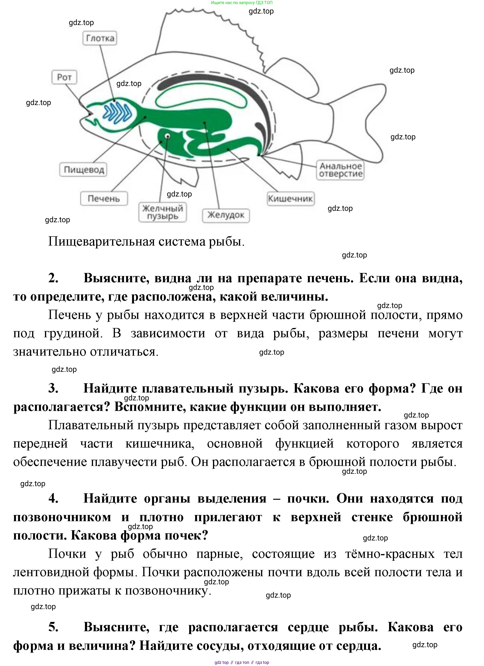 Биология, 8 класс рабочая тетрадь, авторы: Суматохин Сергей Витальевич, Пасечник Владимир Васильевич, Гапонюк Зоя Георгиевна, издательство Просвещение, Москва, 2023, оранжевого цвета, страница 97, номер 6, Решение (продолжение 2)