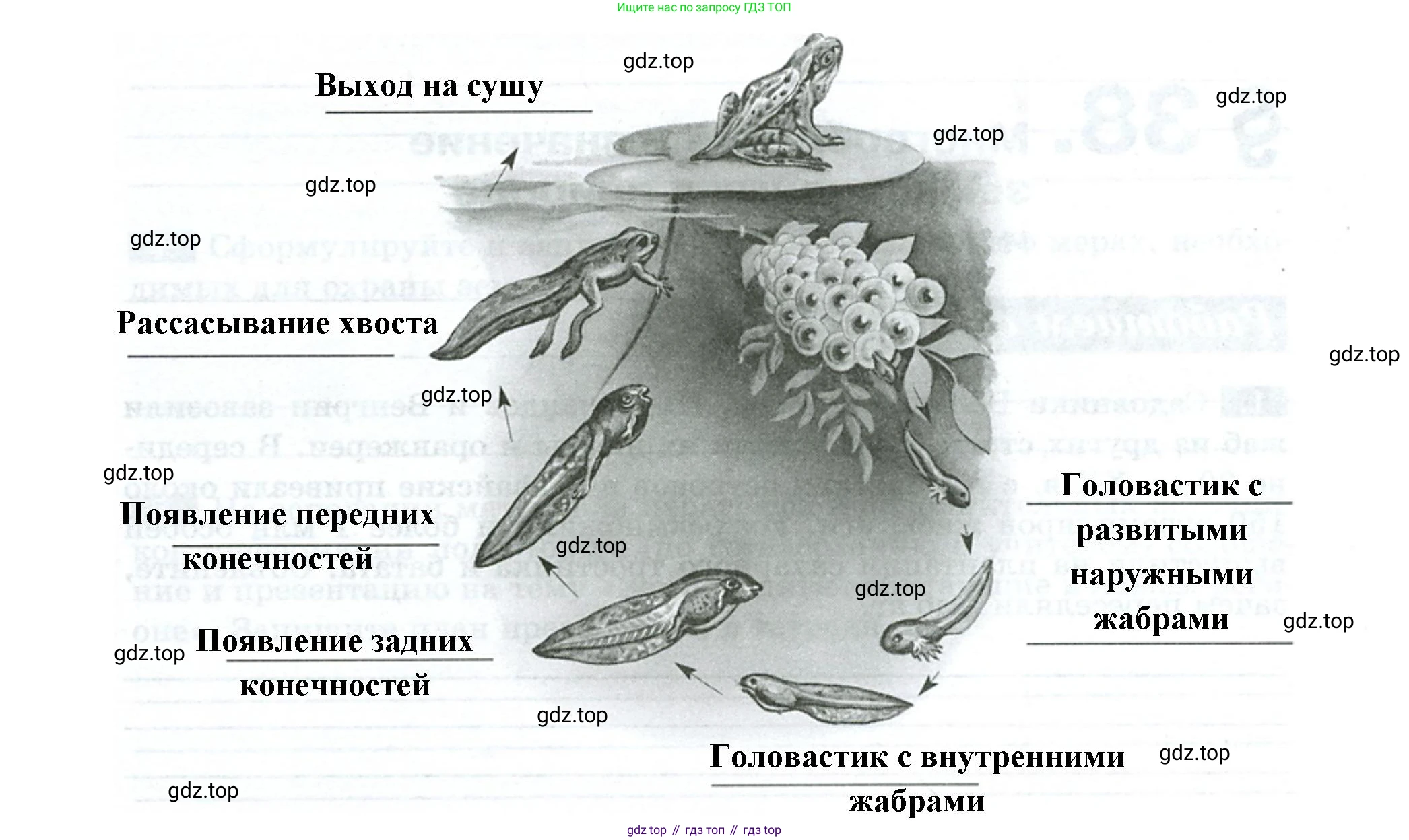 Биология, 8 класс рабочая тетрадь, авторы: Суматохин Сергей Витальевич, Пасечник Владимир Васильевич, Гапонюк Зоя Георгиевна, издательство Просвещение, Москва, 2023, оранжевого цвета, страница 103, номер 5, Решение (продолжение 2)