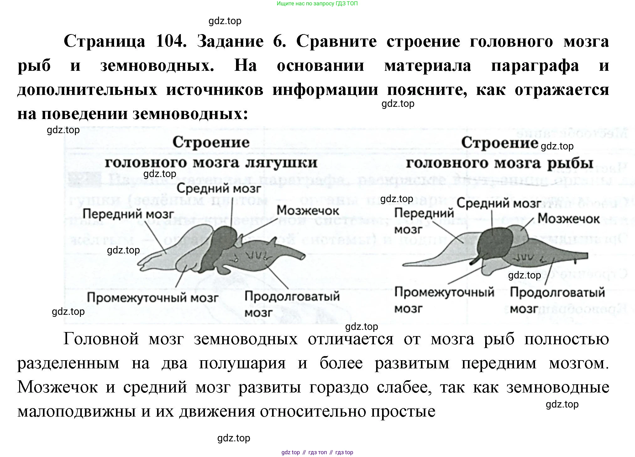 Биология, 8 класс рабочая тетрадь, авторы: Суматохин Сергей Витальевич, Пасечник Владимир Васильевич, Гапонюк Зоя Георгиевна, издательство Просвещение, Москва, 2023, оранжевого цвета, страница 104, номер 6, Решение